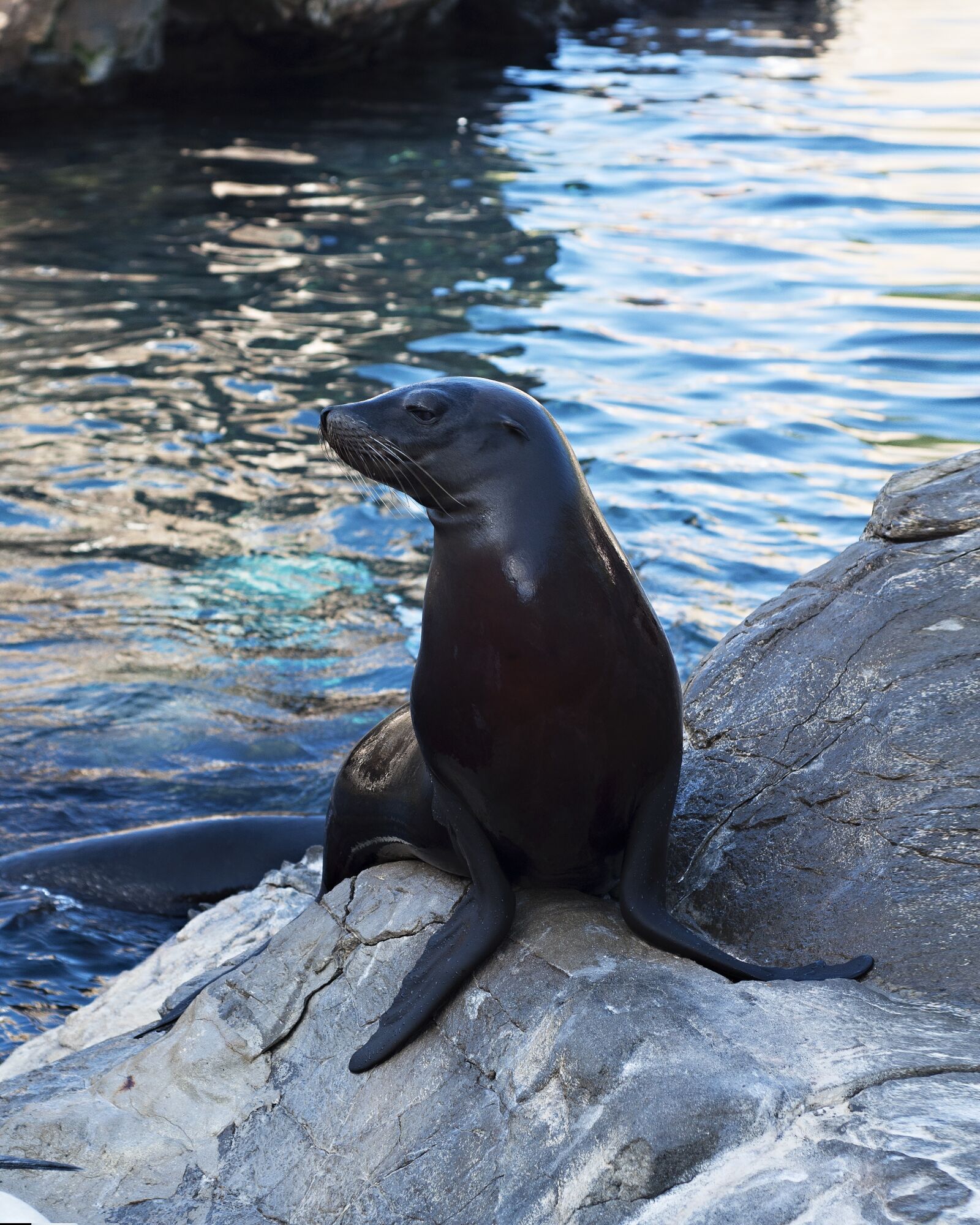 Nikon D90 sample photo. Sea lion, sea, park photography