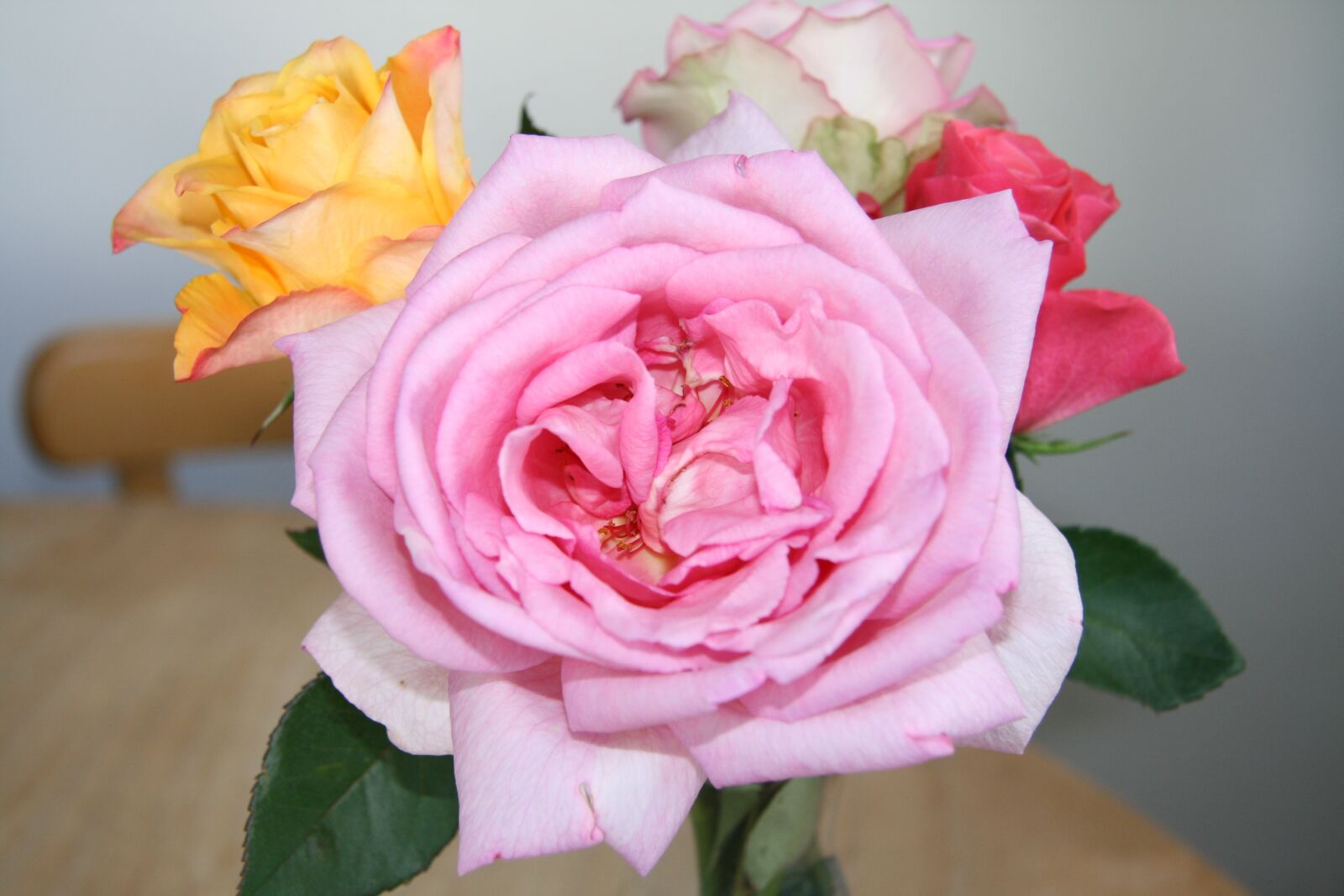 Canon EOS 400D (EOS Digital Rebel XTi / EOS Kiss Digital X) sample photo. Rose, rose bloom, bouquet photography
