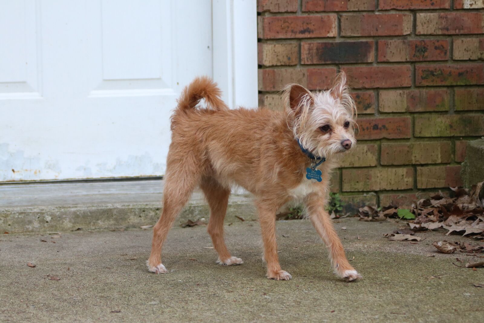 Canon EOS 80D sample photo. Dog, sidewalk, door photography