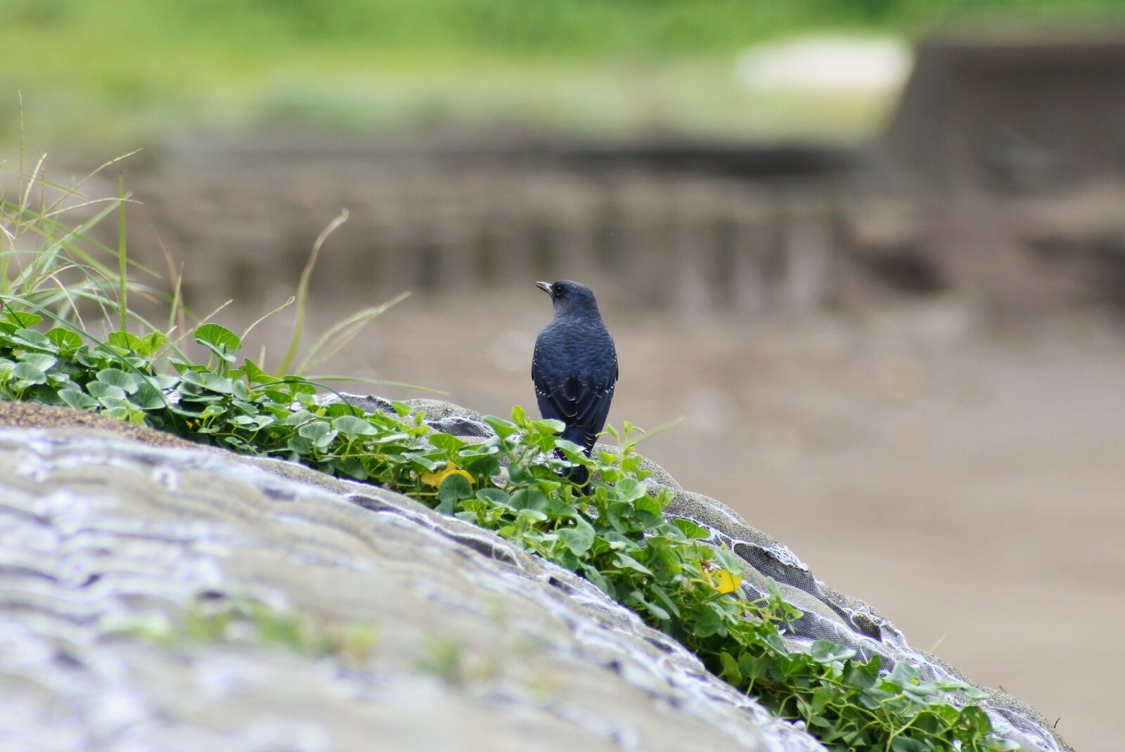 VR 70-300mm f/4.5-6.3G sample photo. Animal, sea, beach photography