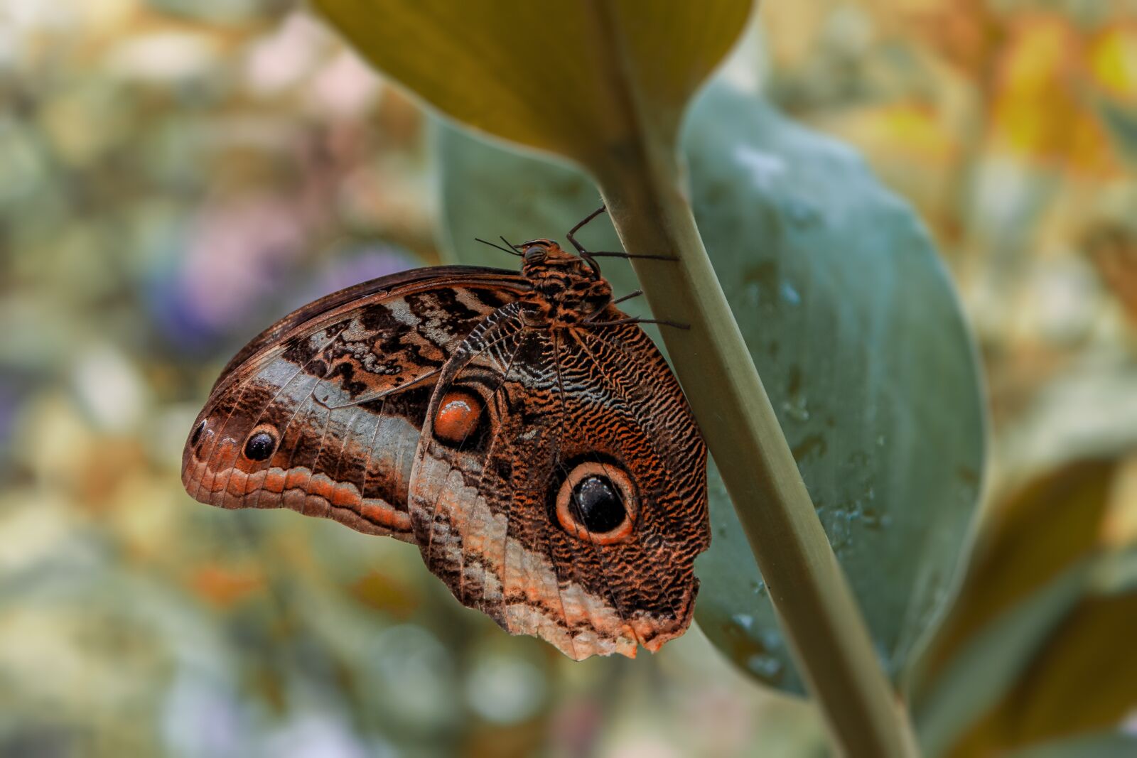 Canon EOS 60D sample photo. Butterfly, no person, insect photography