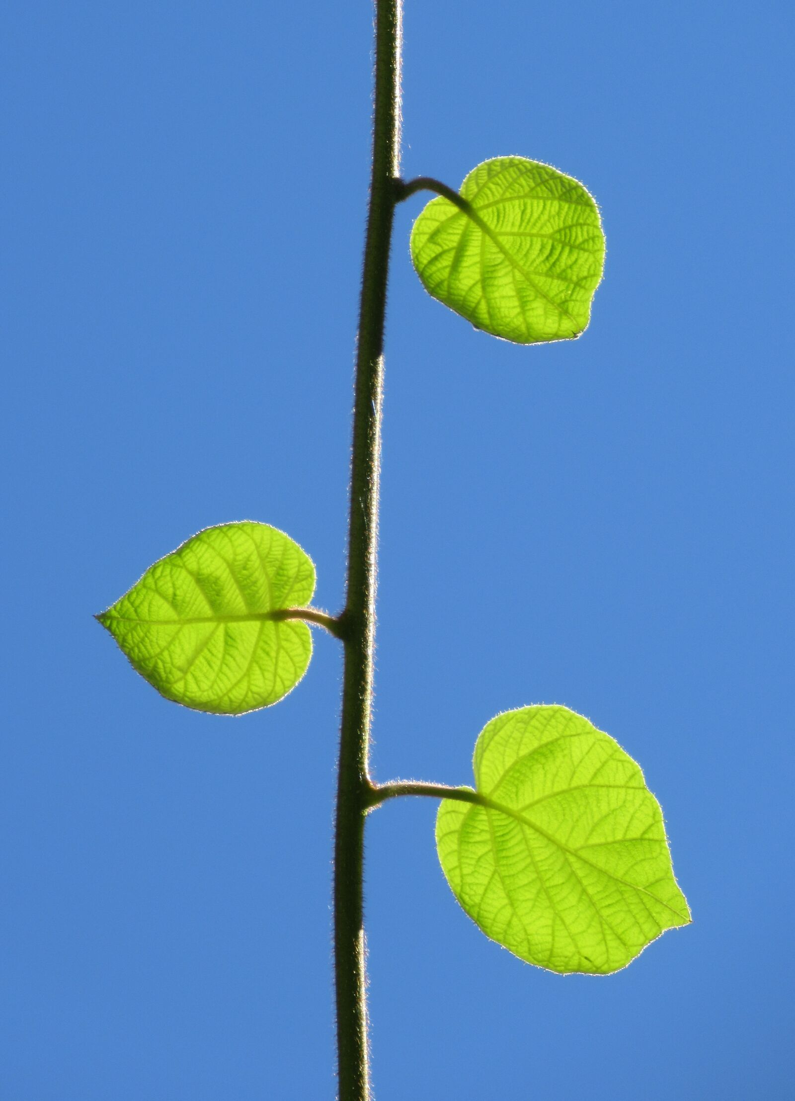 Canon PowerShot SX620 HS sample photo. Leaves, plants, green photography