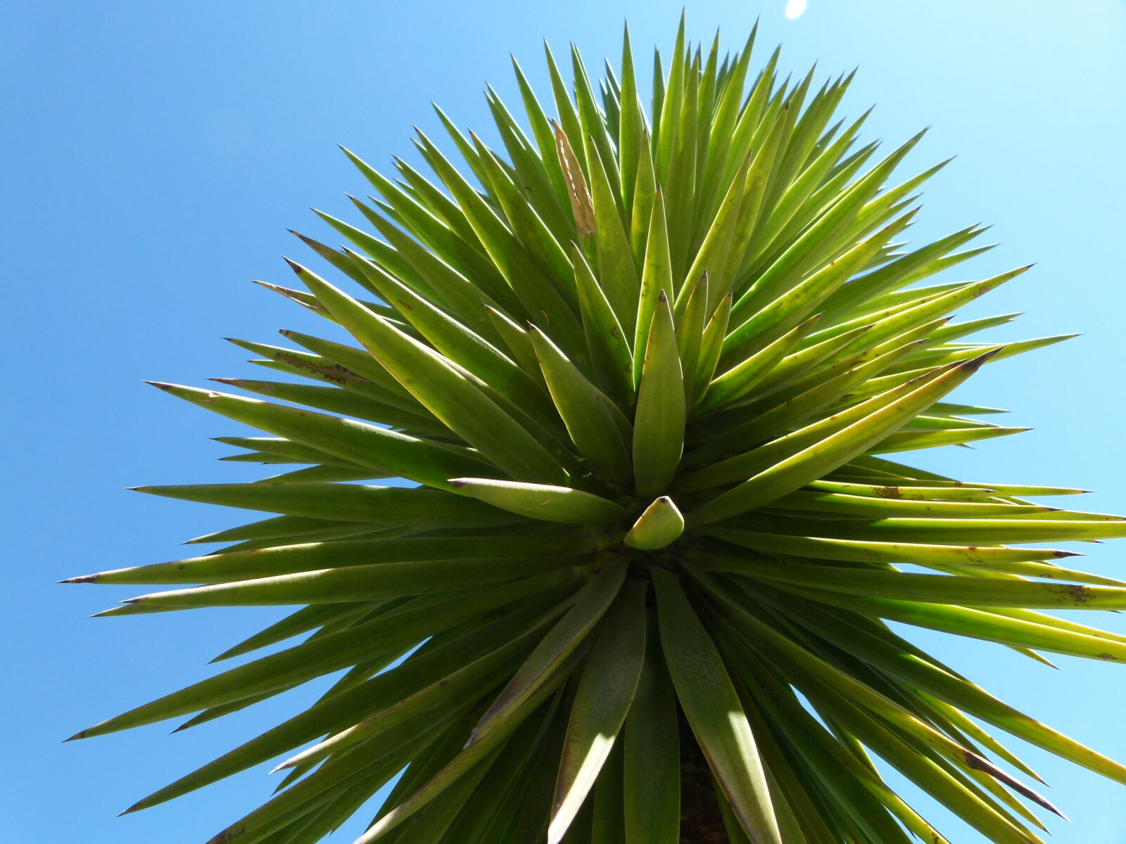 Panasonic Lumix DMC-FZ100 sample photo. Blue, sky, closeup, green photography