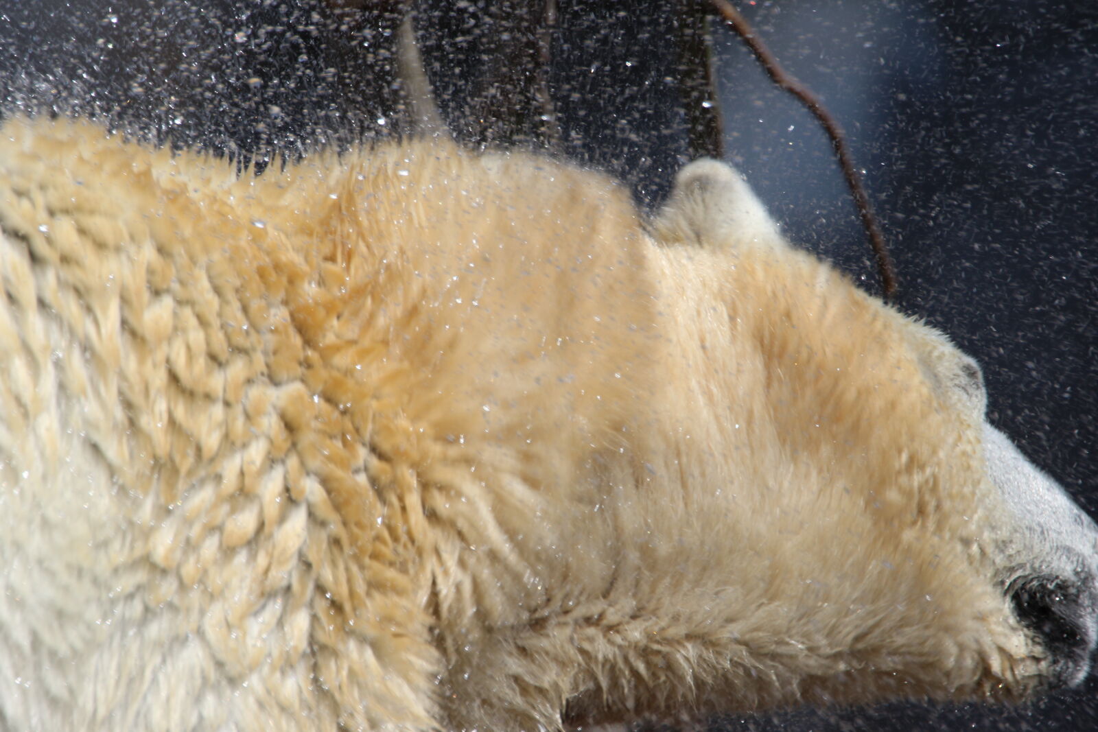 Canon EOS 7D Mark II sample photo. Bear, dry, fur, ice photography