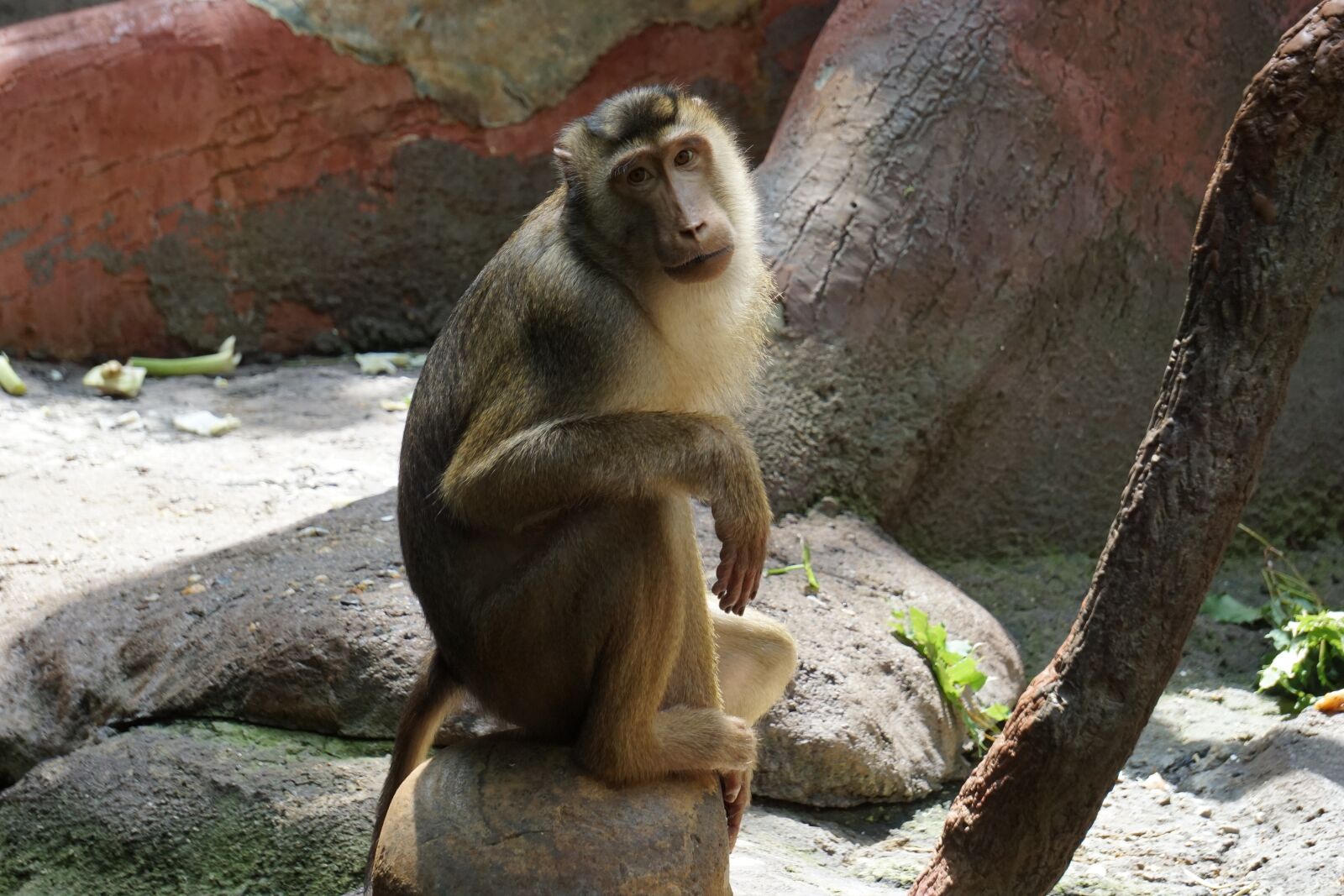 Sony E 55-210mm F4.5-6.3 OSS sample photo. Monkey, zoo, animal photography