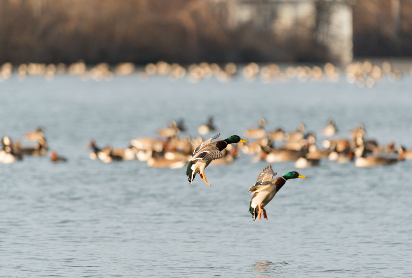 Nikon D800E sample photo. Birds, water, nature photography
