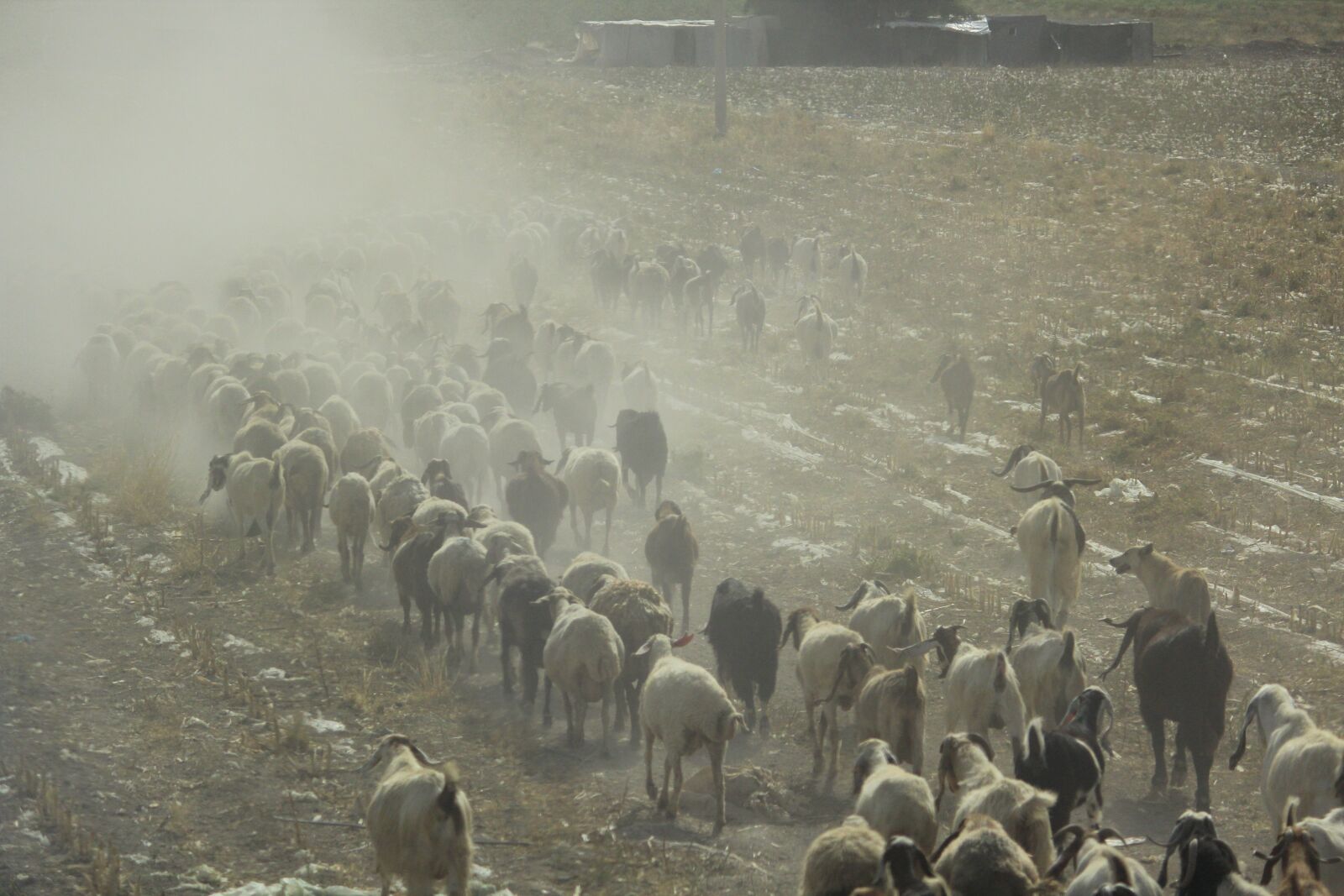 Canon EOS 600D (Rebel EOS T3i / EOS Kiss X5) sample photo. Desert, goats, sand photography