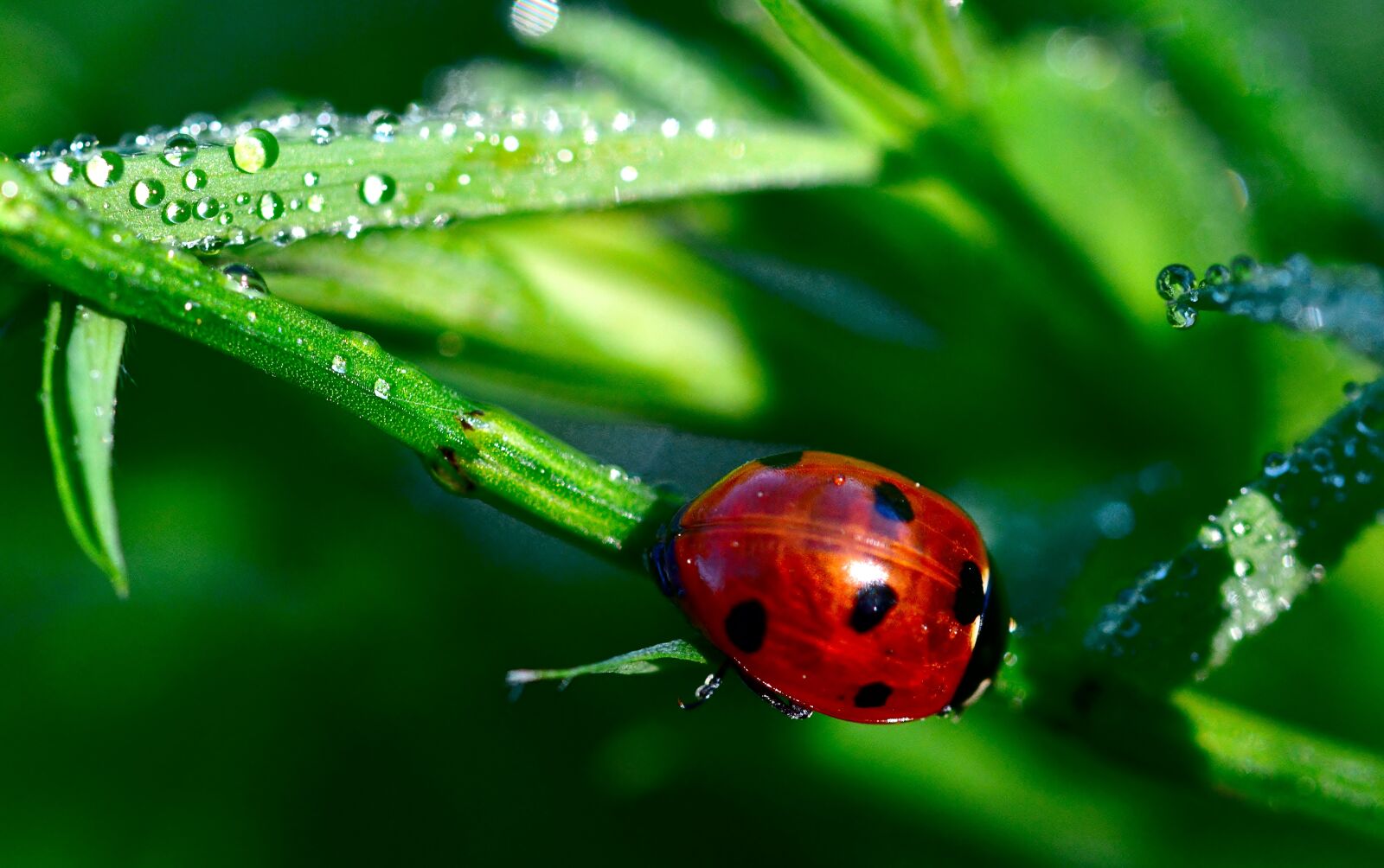 Nikon D5200 sample photo. Ladybug, morgentau, macro photography