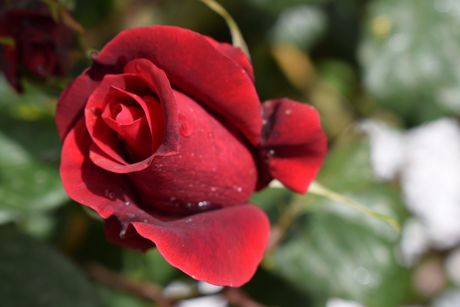 Nikon D3300 sample photo. Flower, rosa, nature photography
