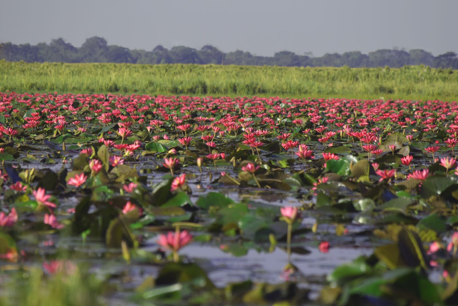 Nikon D3300 sample photo. Lotus, flower, pond photography