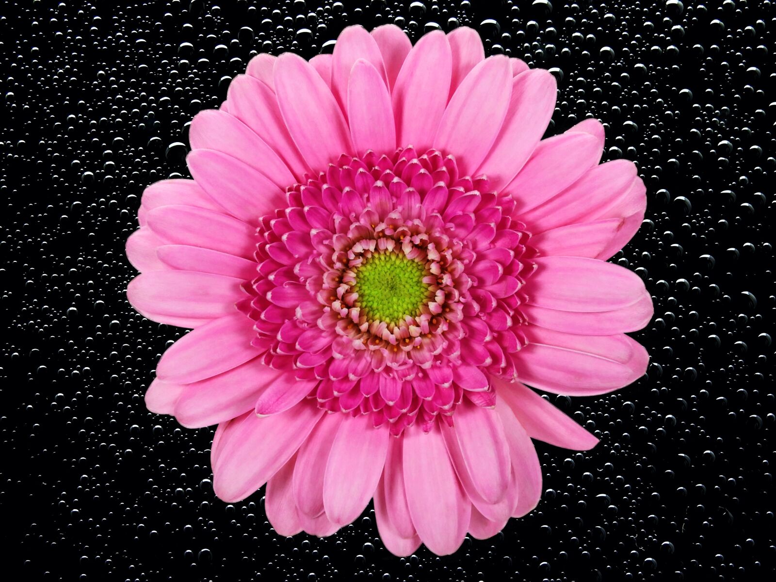 Nikon Coolpix P900 sample photo. Flower, blossom, bloom photography