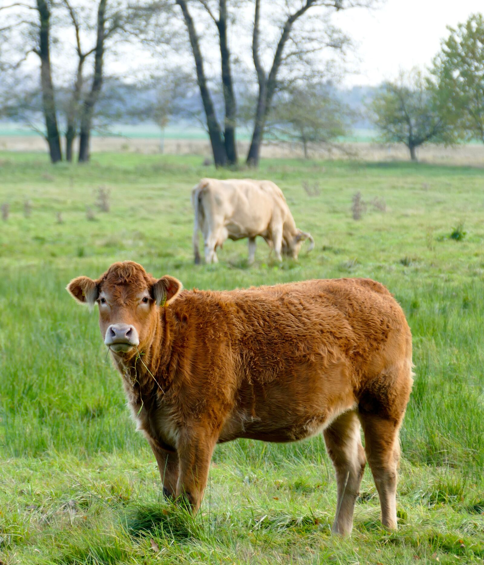 Panasonic Lumix DMC-FZ1000 sample photo. Calf, cow, cows photography