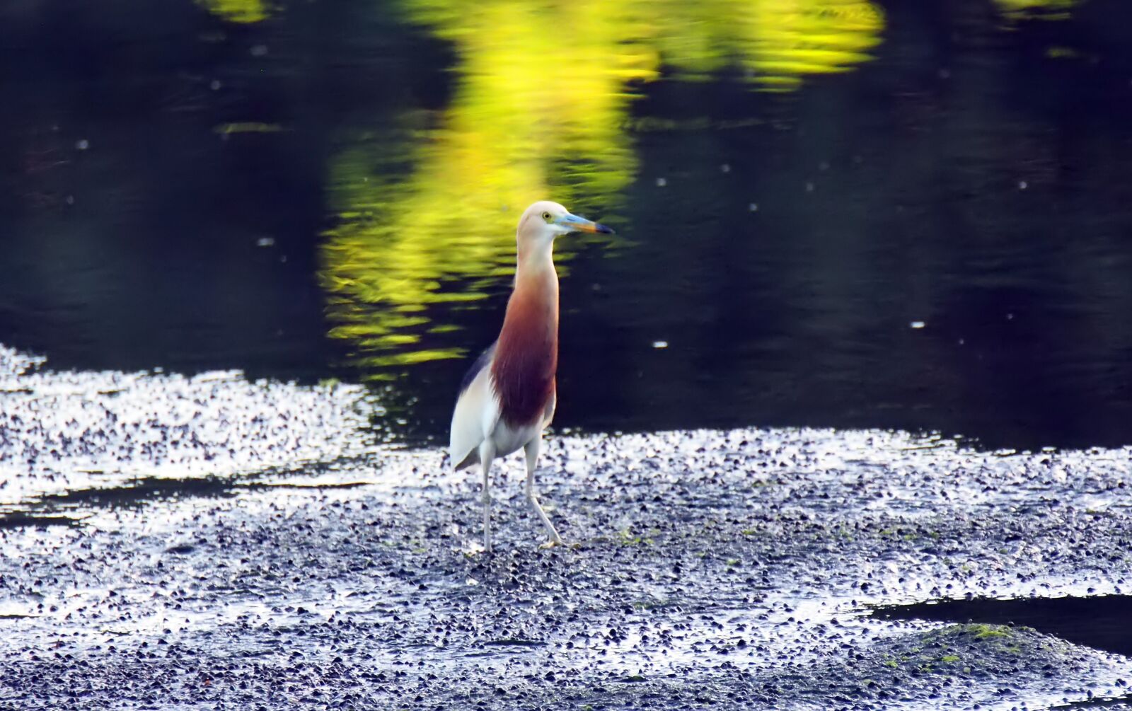 Olympus OM-D E-M1 sample photo. Heron, wild, wildlife photography
