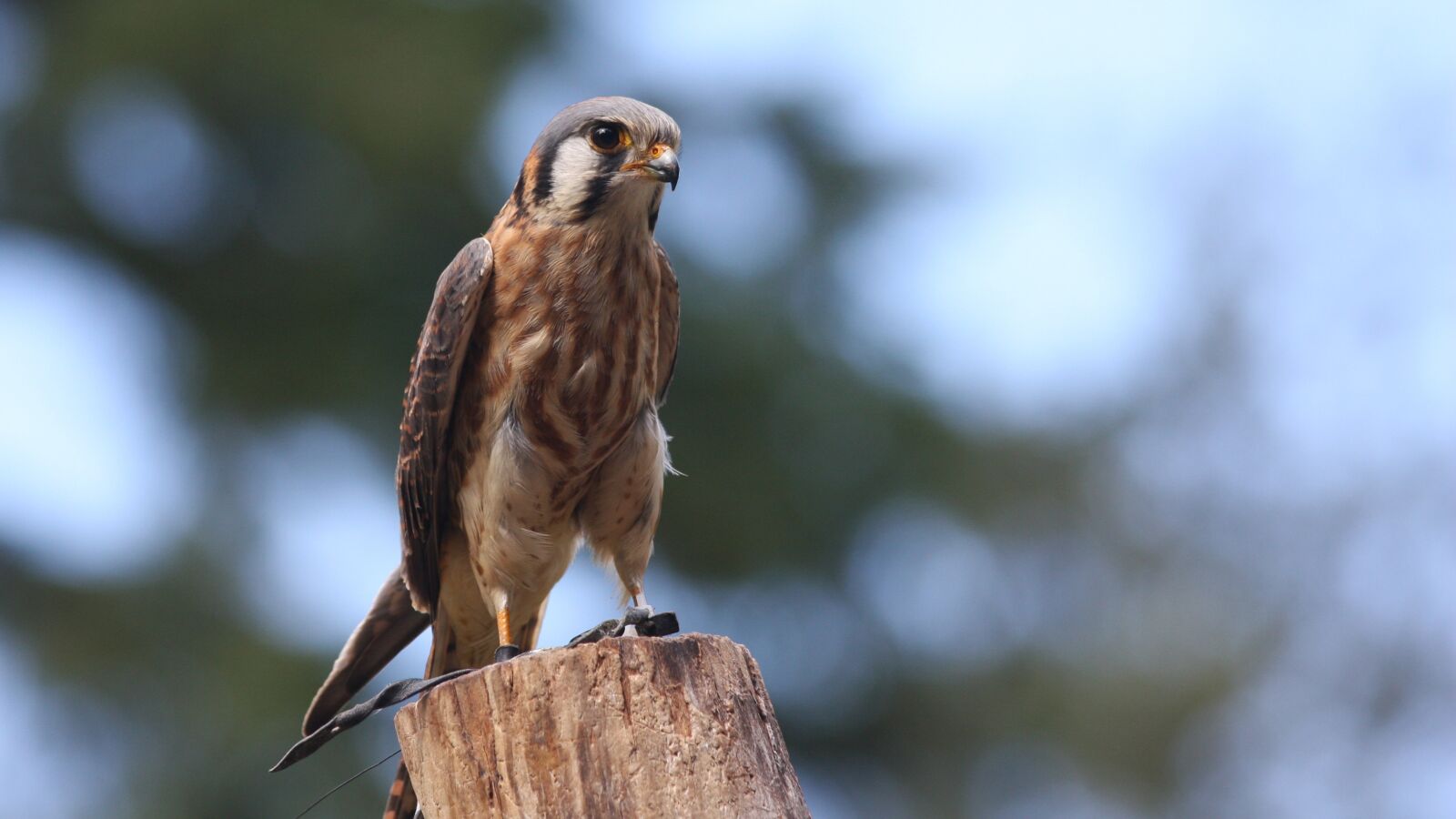 Canon EOS 40D sample photo. American kestrel, hawk, falcon photography