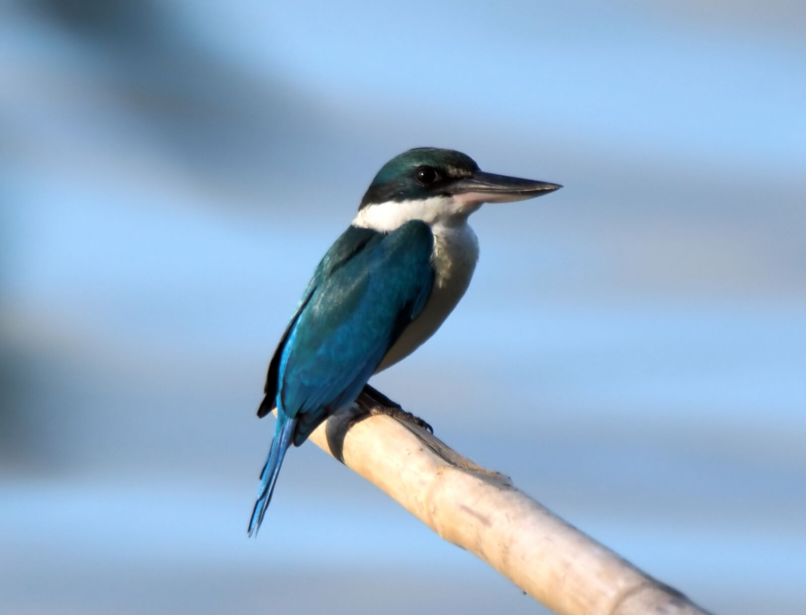 Olympus OM-D E-M1 sample photo. Collared kingfisher, perch, wild photography