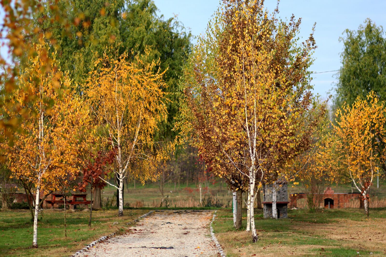 Canon EOS 700D (EOS Rebel T5i / EOS Kiss X7i) + Canon EF 85mm F1.8 USM sample photo. Autumn, landscape, trees photography