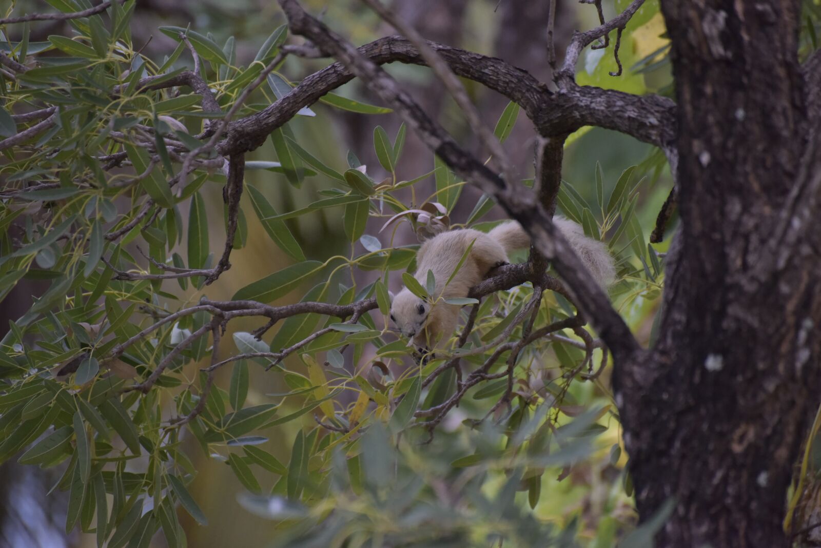 Nikon D810 sample photo. Squirrel, tree, rodent photography