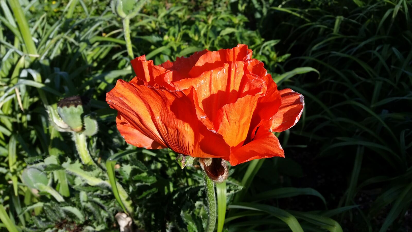 Samsung Galaxy S5 sample photo. Poppy, flower, red photography