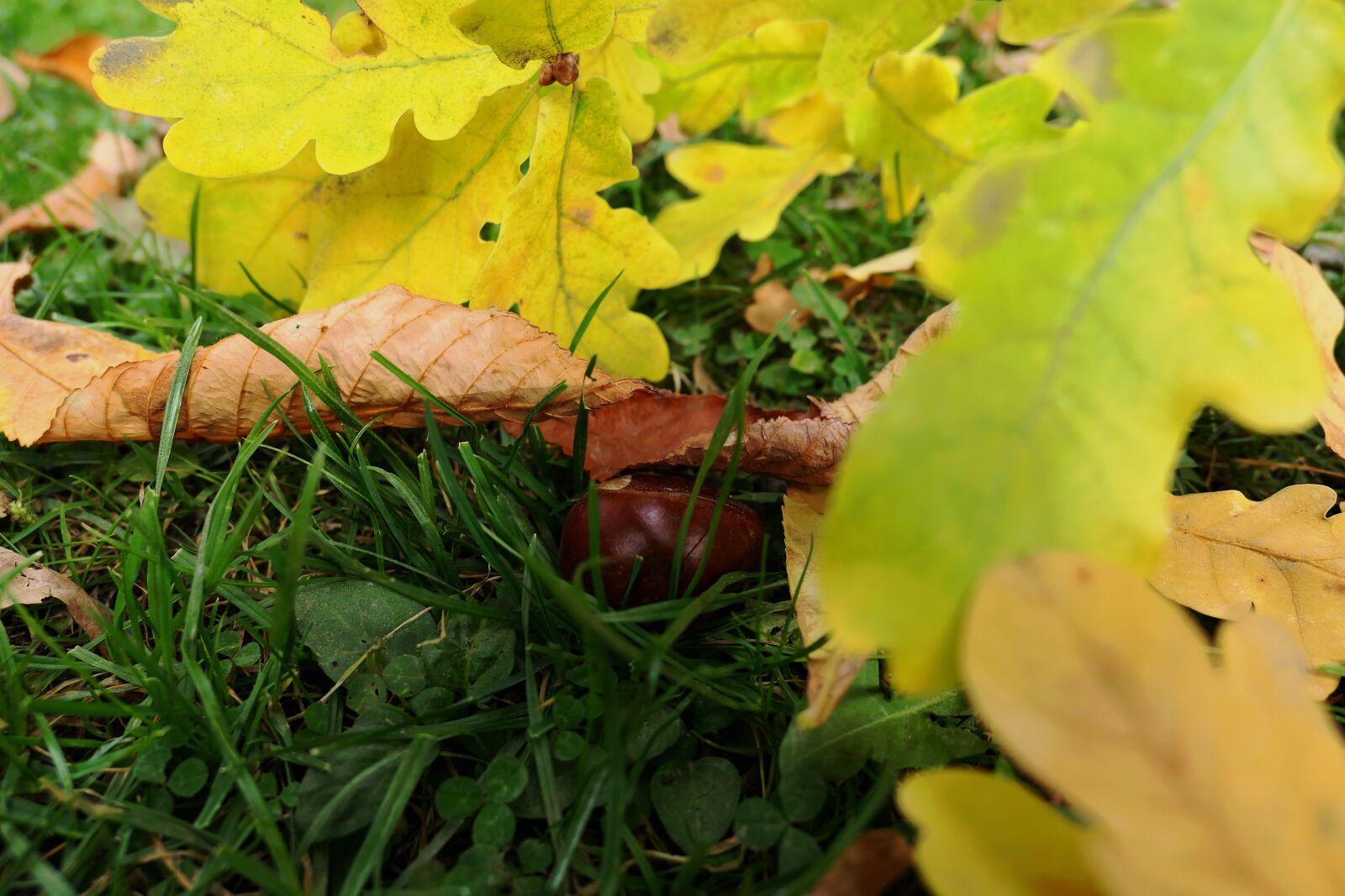 Panasonic Lumix DMC-LX10 (Lumix DMC-LX15) sample photo. Autumn, autumn leaf, leaf photography