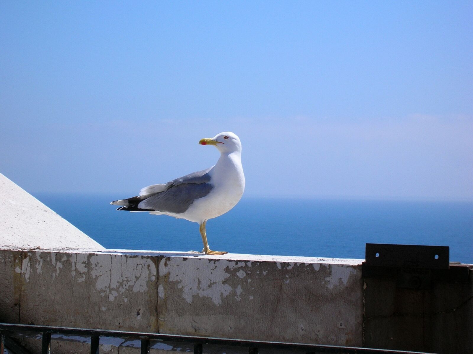 Nikon E4100 sample photo. Bird, sea, sky photography