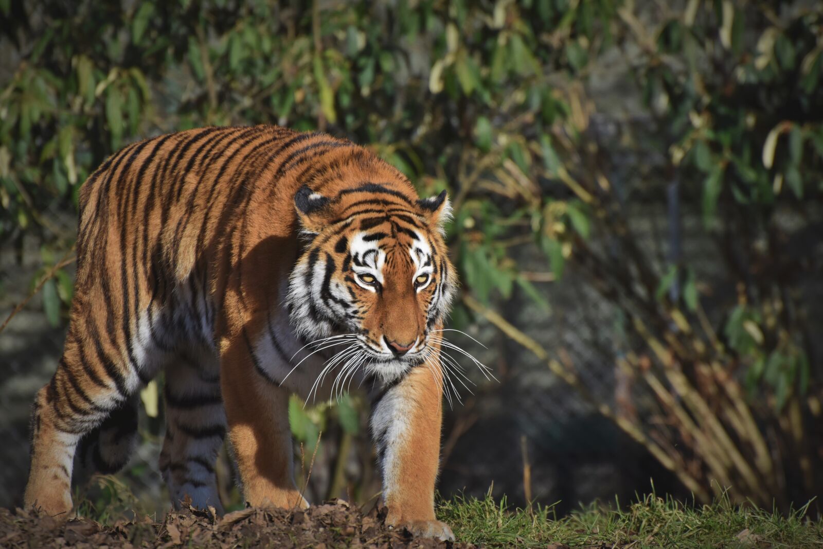 Nikon D7200 sample photo. Siberian tiger, big cat photography