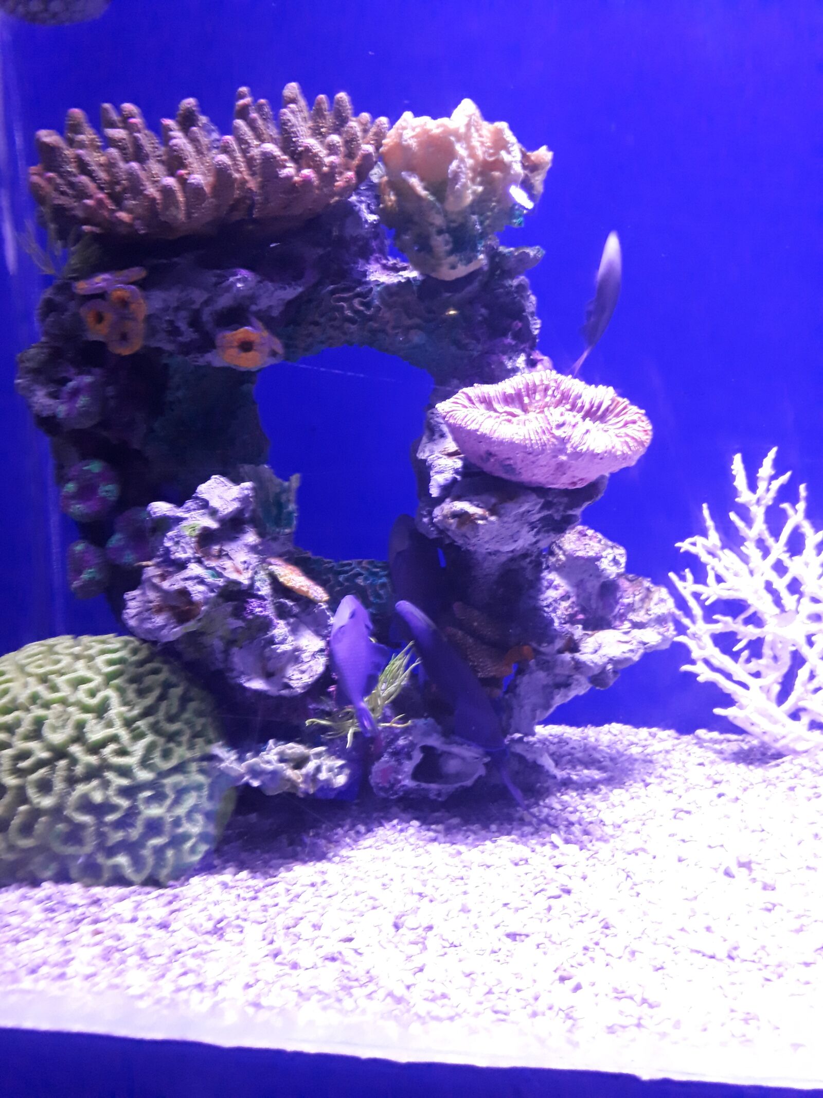 Samsung Galaxy J7 Prime sample photo. Aquarium, blue, purple photography