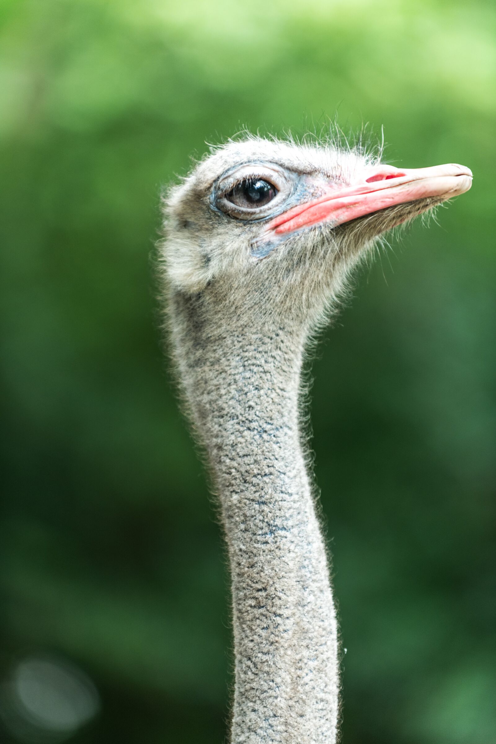 Nikon D850 sample photo. Ostrich, animal, bird photography