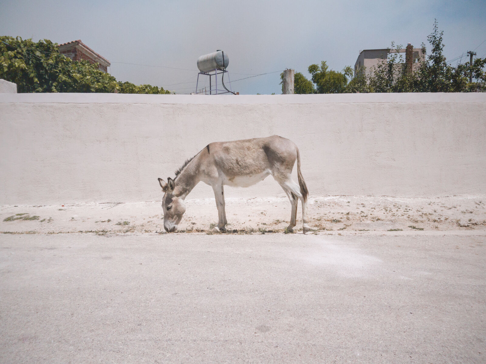 Samsung Galaxy S7 sample photo. Animal, countryside, donkey, street photography