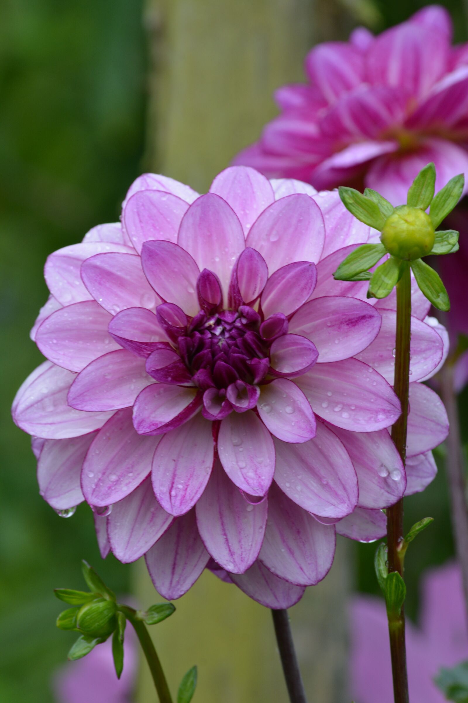 Nikon D5200 sample photo. France, monet, giverny photography