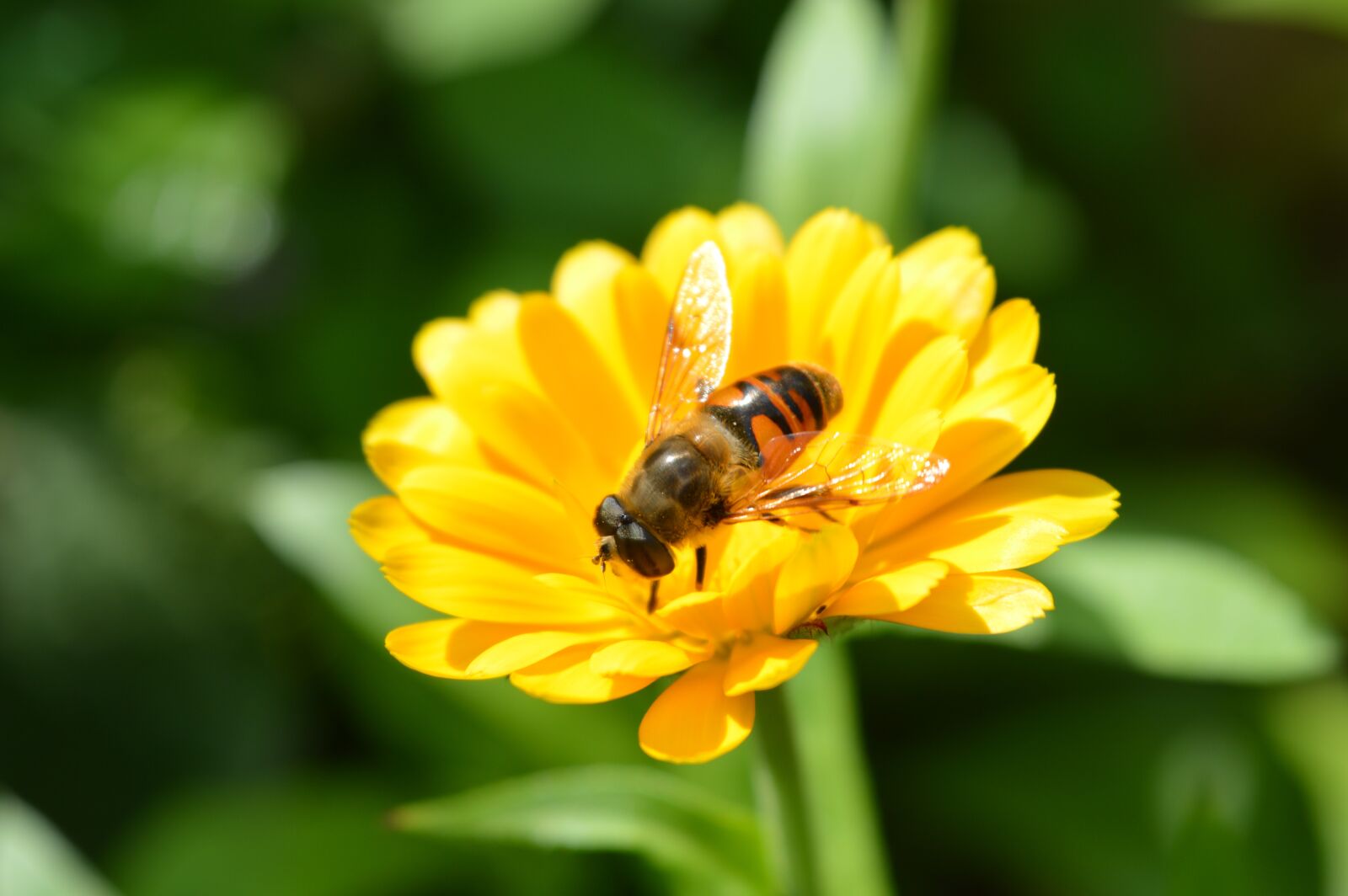 Nikon D3200 sample photo. Bee, blossom, bloom photography