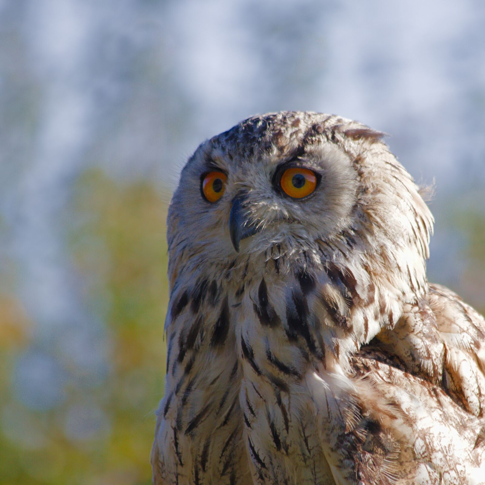Canon EF 70-300mm F4-5.6 IS USM sample photo. Eagle owl, bird, nature photography