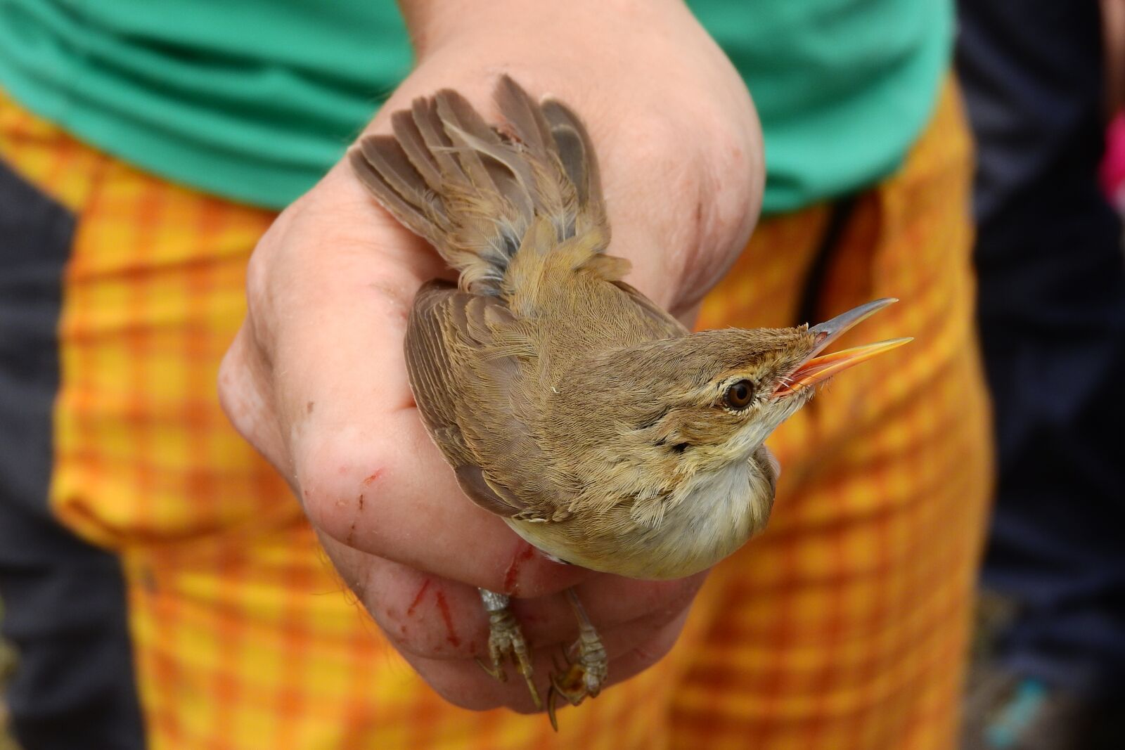 Nikon Coolpix P610 sample photo. Warbler, bird, ornithology photography