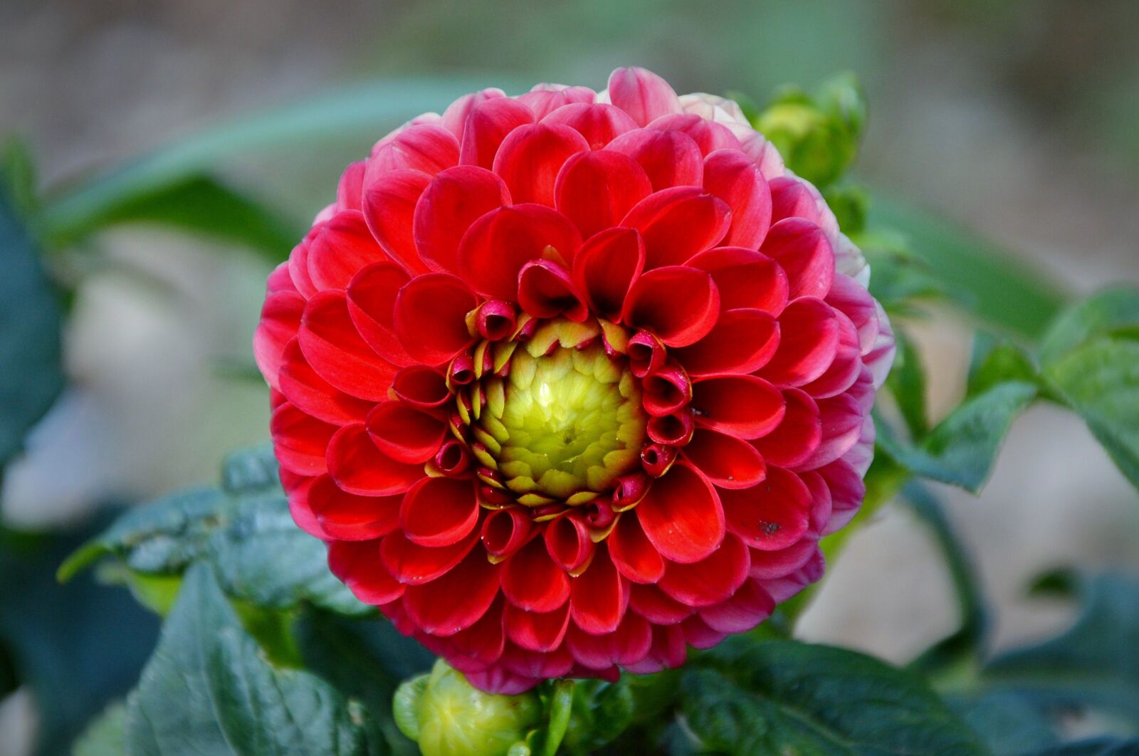 Nikon D3200 sample photo. Dahlia, dahlia flower, flower photography