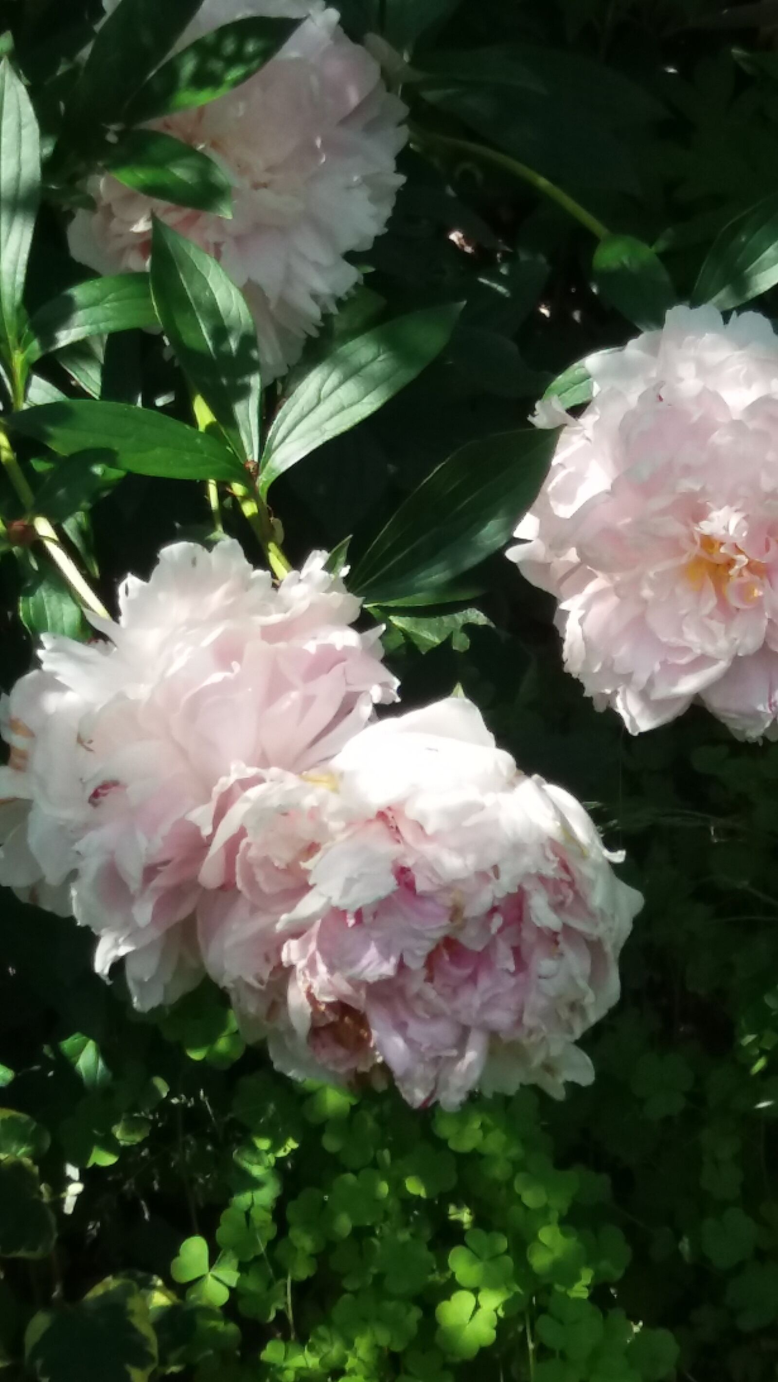 Samsung Galaxy J5 sample photo. Peonies, pink, summer photography