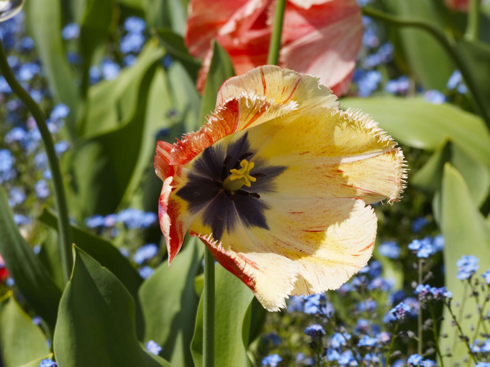 Olympus Zuiko Digital ED 70-300mm F4.0-5.6 sample photo. Tulips, tulip fringed, flowers photography