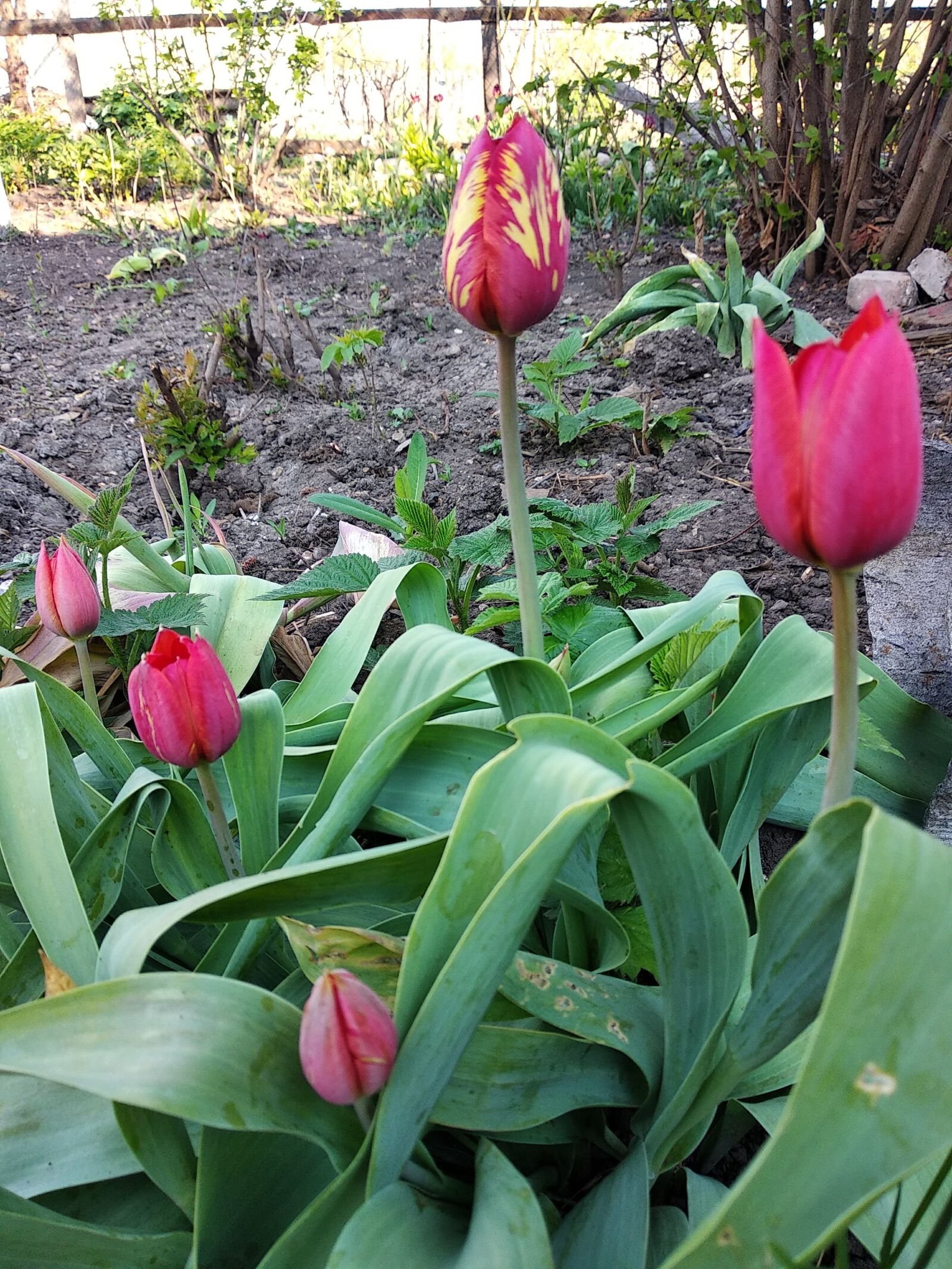 Xiaomi Redmi 5 Plus sample photo. Tulips, flowers, spring photography