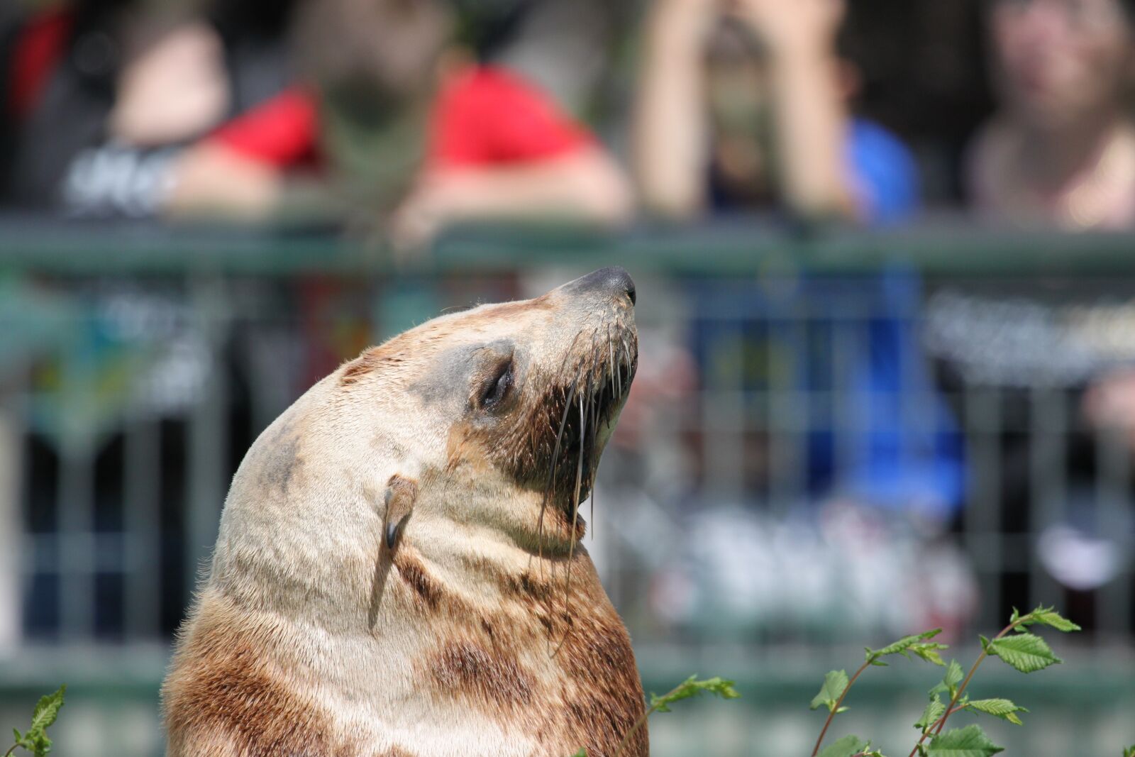 Canon EOS 500D (EOS Rebel T1i / EOS Kiss X3) sample photo. Seal, sea lion, robbe photography