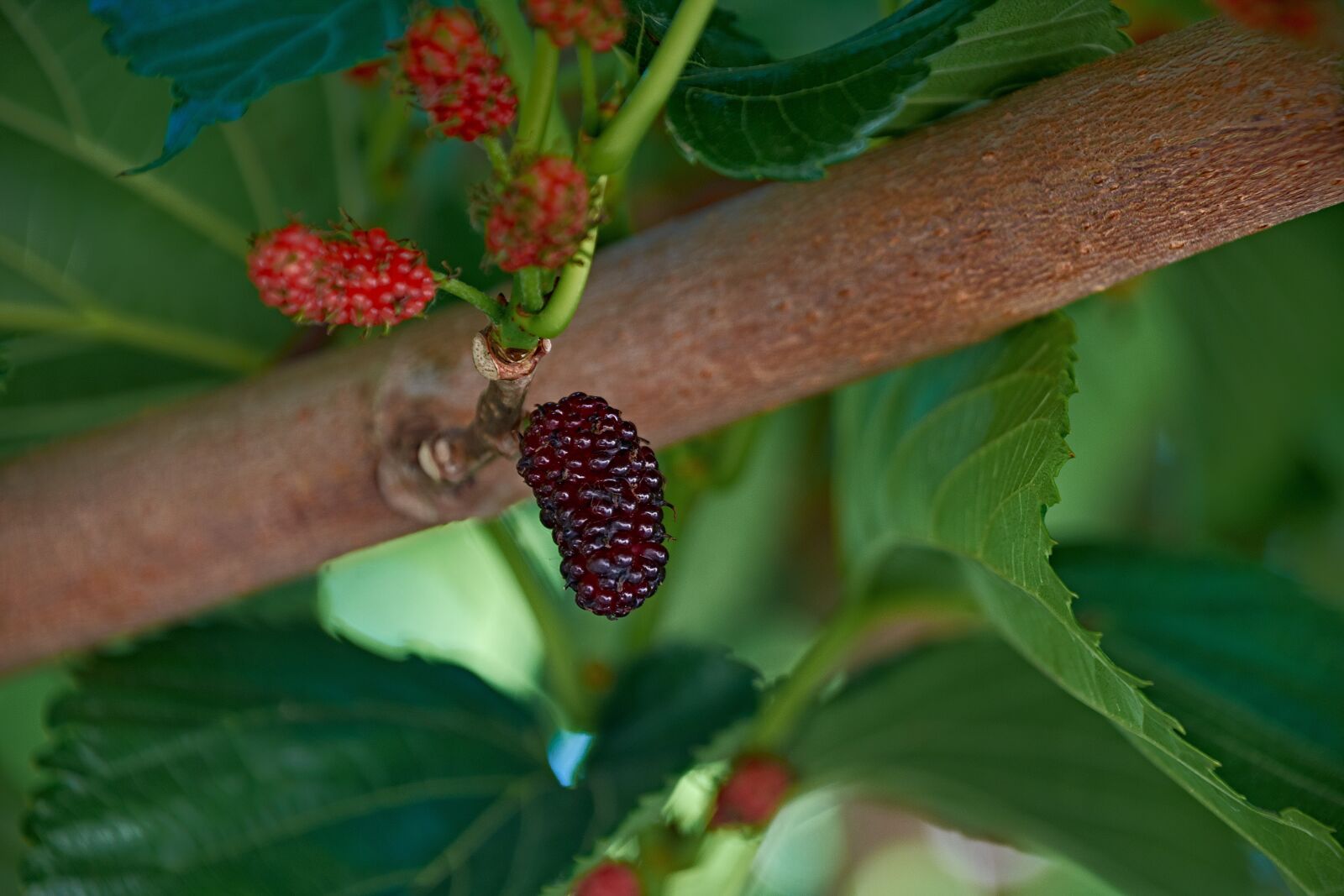 Nikon D7200 sample photo. Blackberries, colorful, plant photography