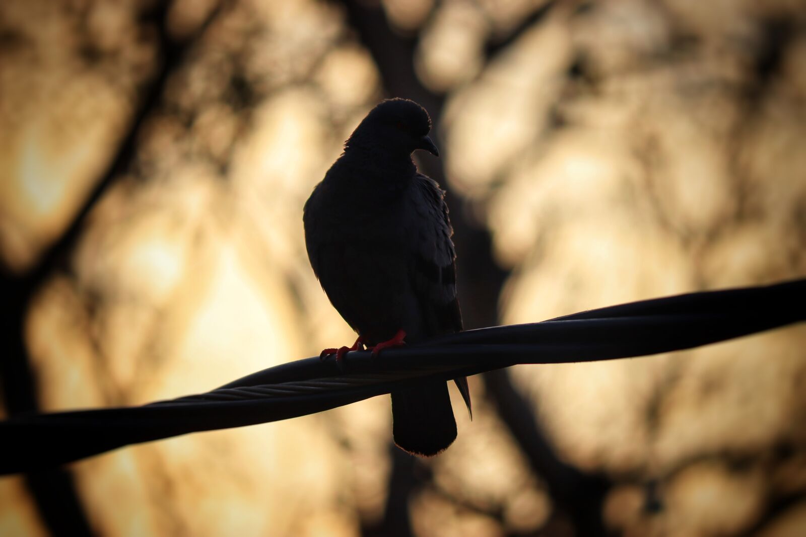 Canon EOS 250D (EOS Rebel SL3 / EOS Kiss X10 / EOS 200D II) sample photo. Pigeon, birds, sunrise photography