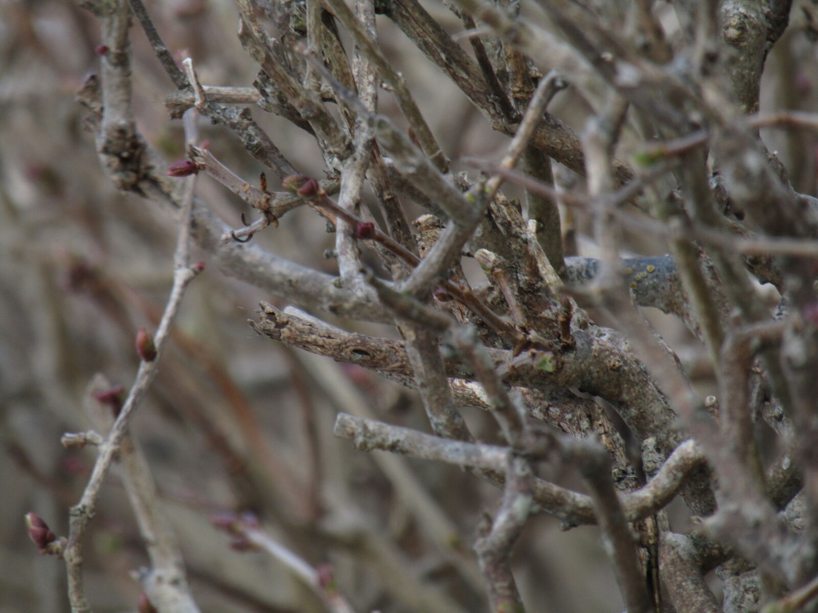 Canon PowerShot SX420 IS sample photo
