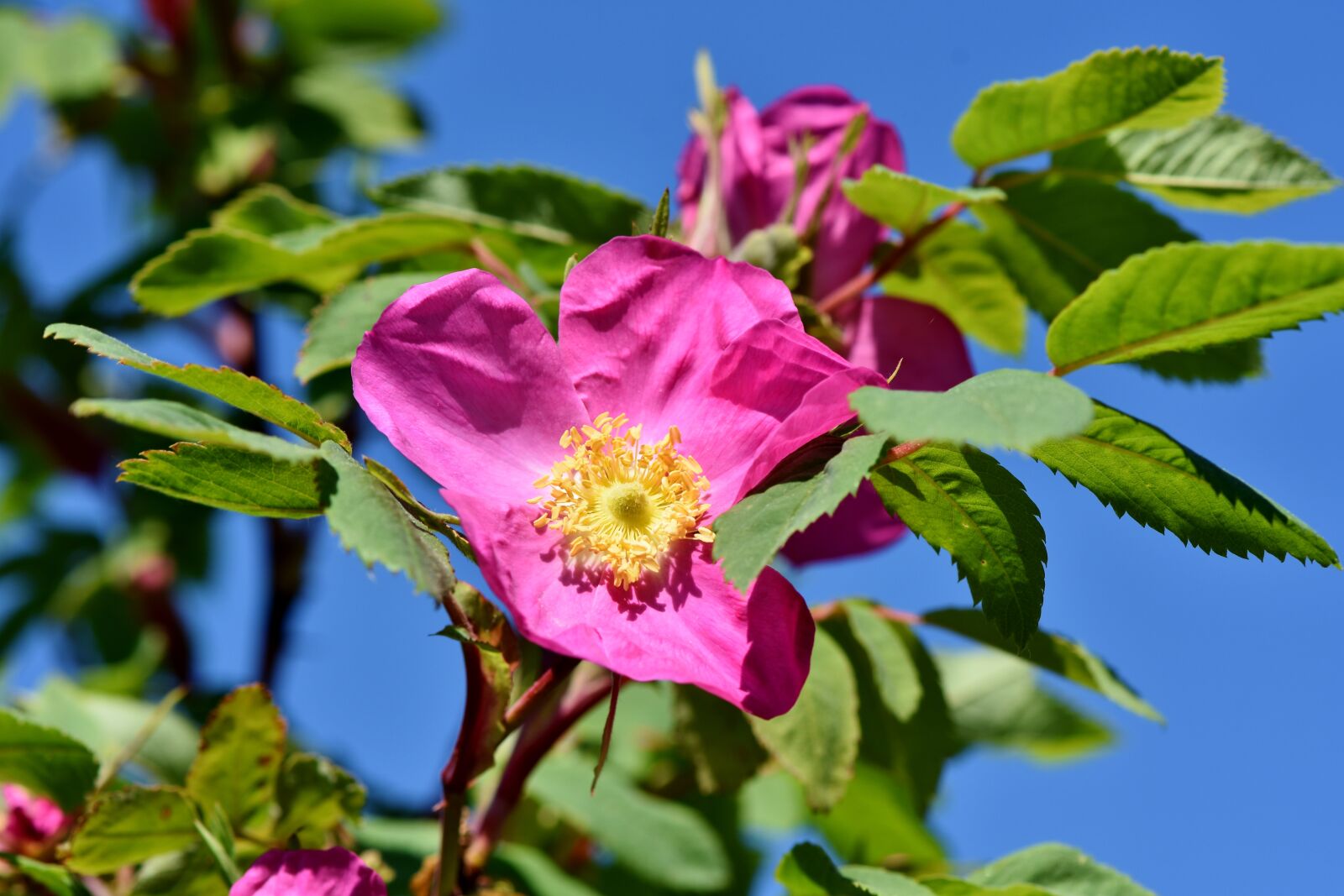 Nikon D7200 sample photo. Anemone, florets, blossom photography