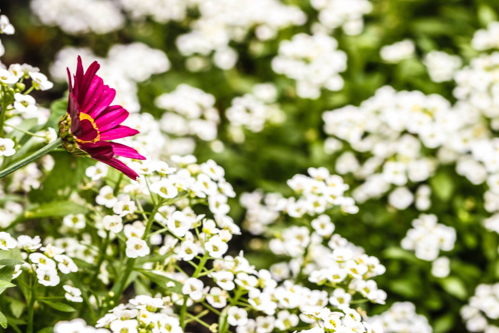 Canon EOS 7D Mark II sample photo. Flower, garden flower, summer photography