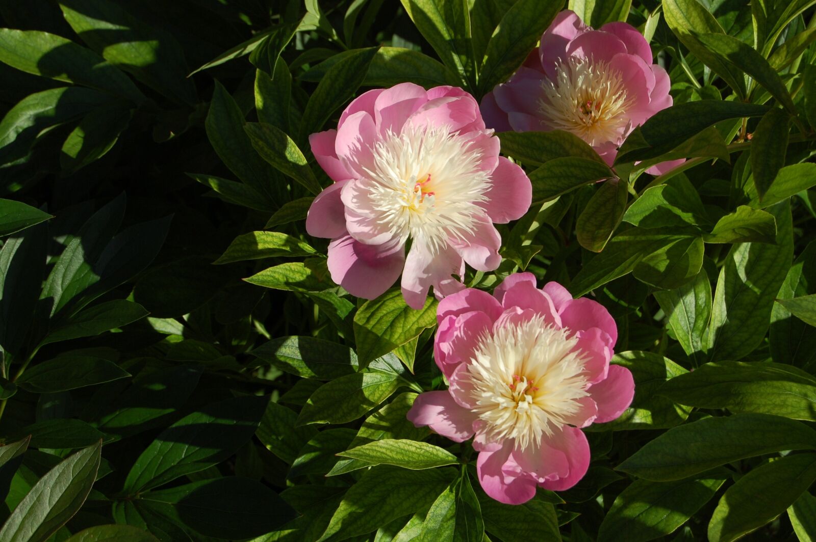 Nikon D40 sample photo. Nature, flower, plant photography