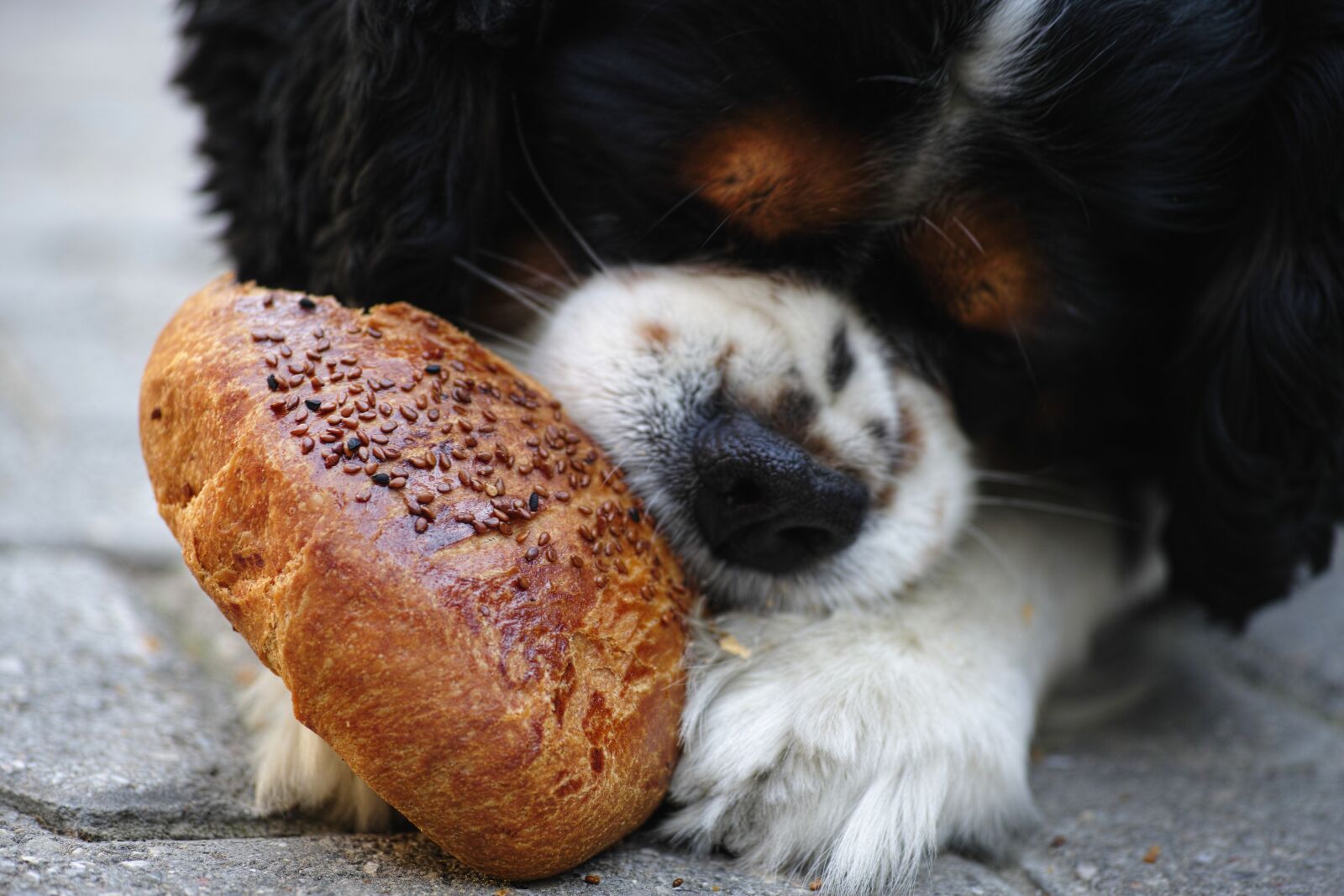Sigma DP3 Merrill sample photo. Dog, pastry, sesame photography