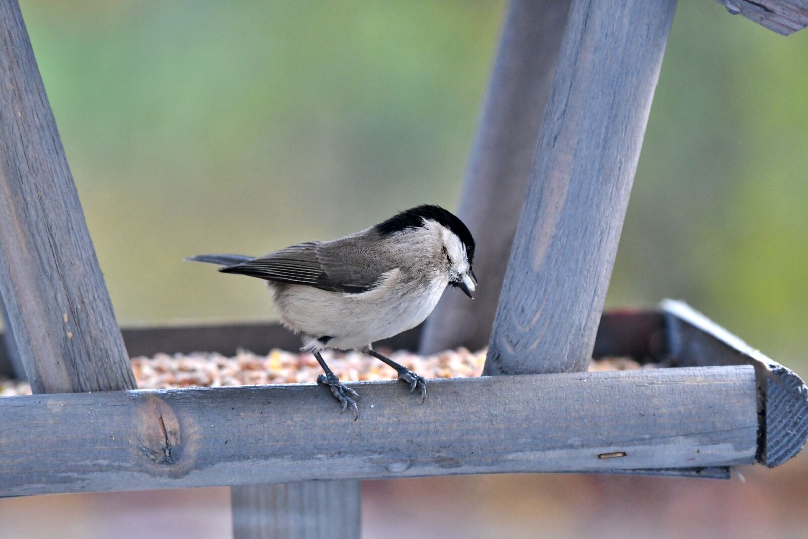 Nikon D500 sample photo. Bird, more can be photography