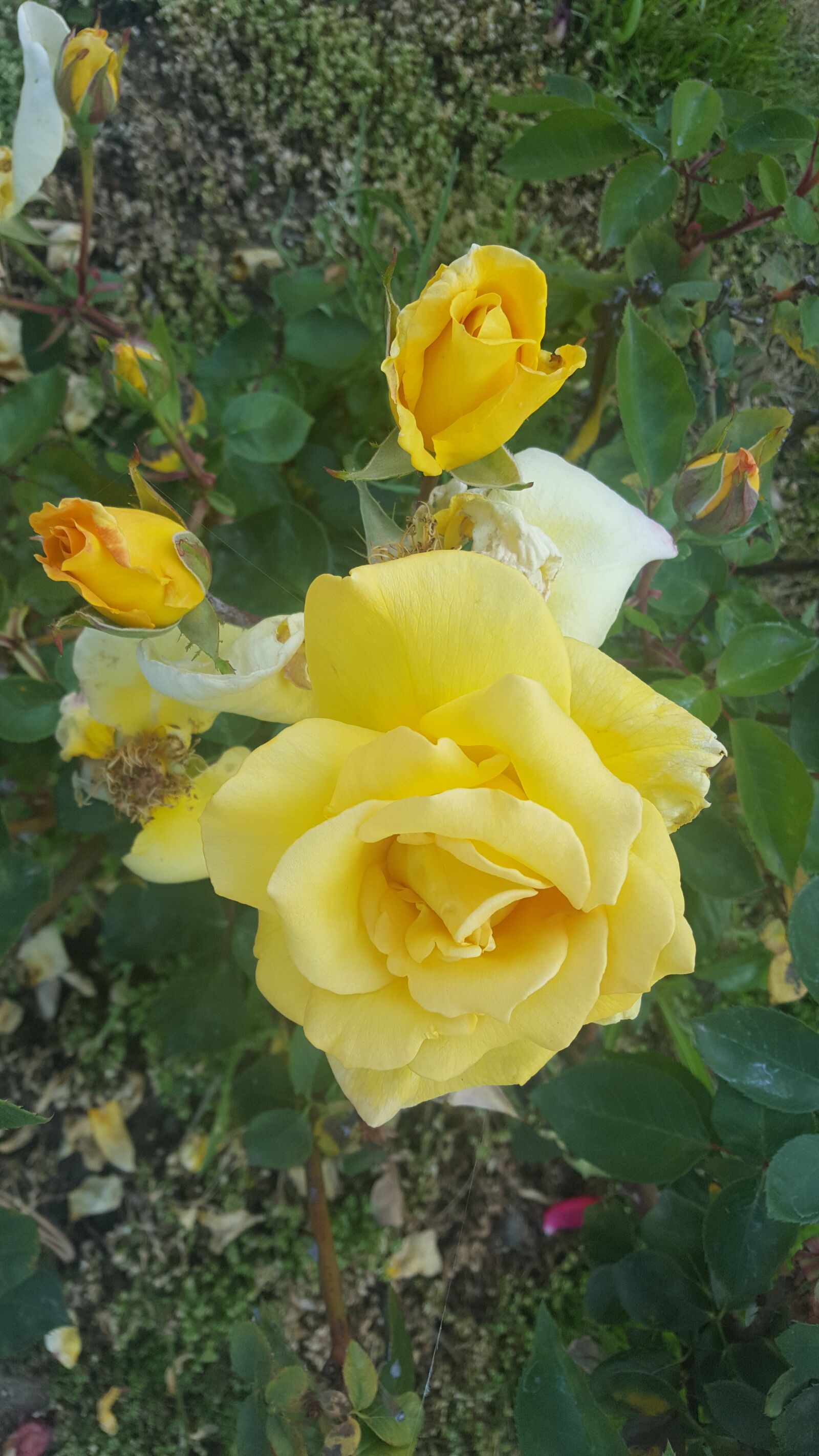 Samsung Galaxy S6 sample photo. Roses, yellow, bloom photography