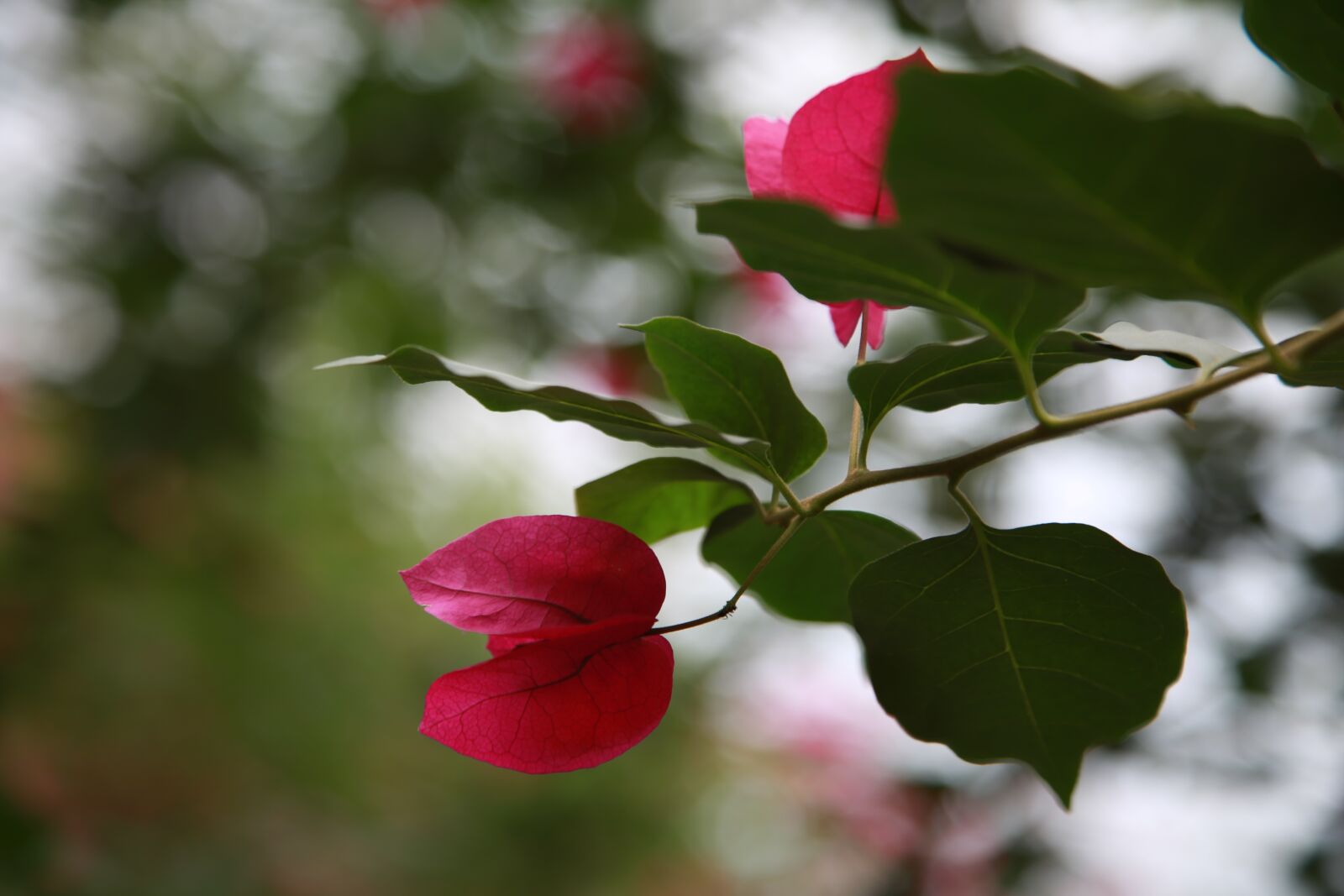 Canon EOS 6D + Canon EF 24-105mm F4L IS USM sample photo. The siberian, bougainvillea, paper photography