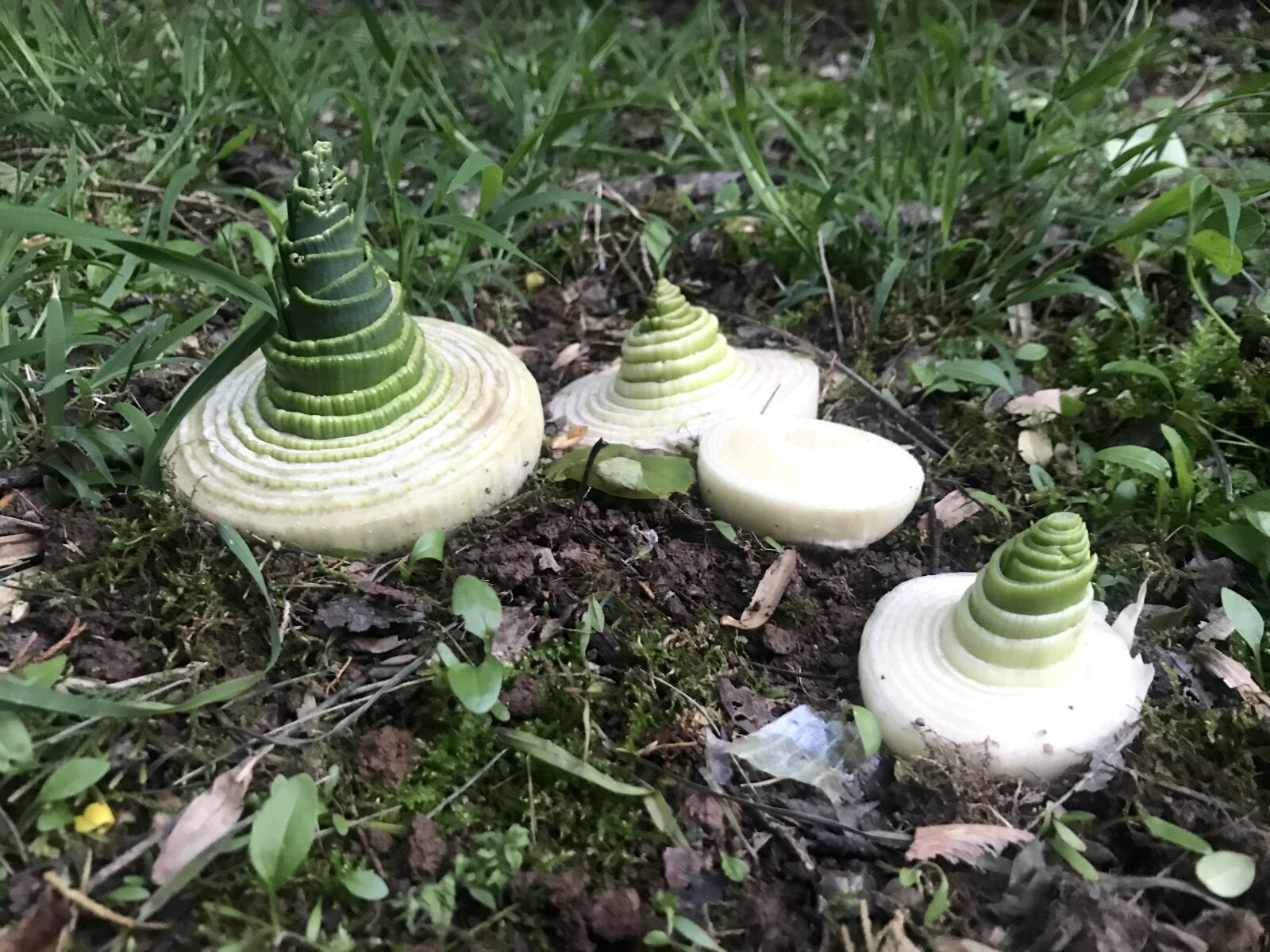 iPhone 7 back camera 3.99mm f/1.8 sample photo. Leeks, gardening, plants photography