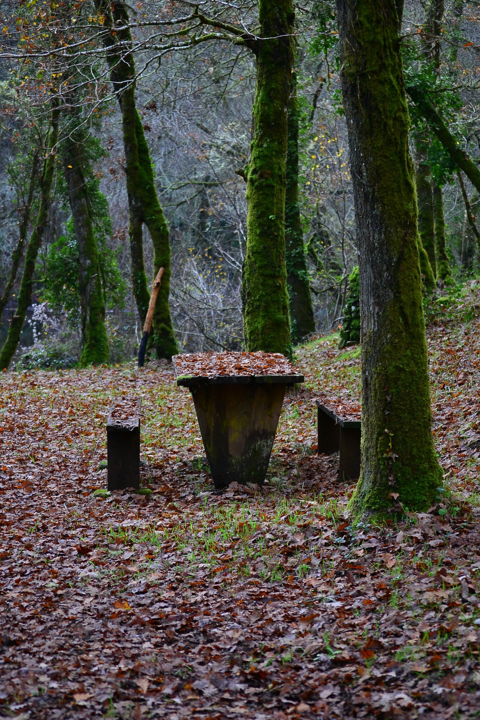 Nikon D3100 sample photo. Rest, autumn, moss photography