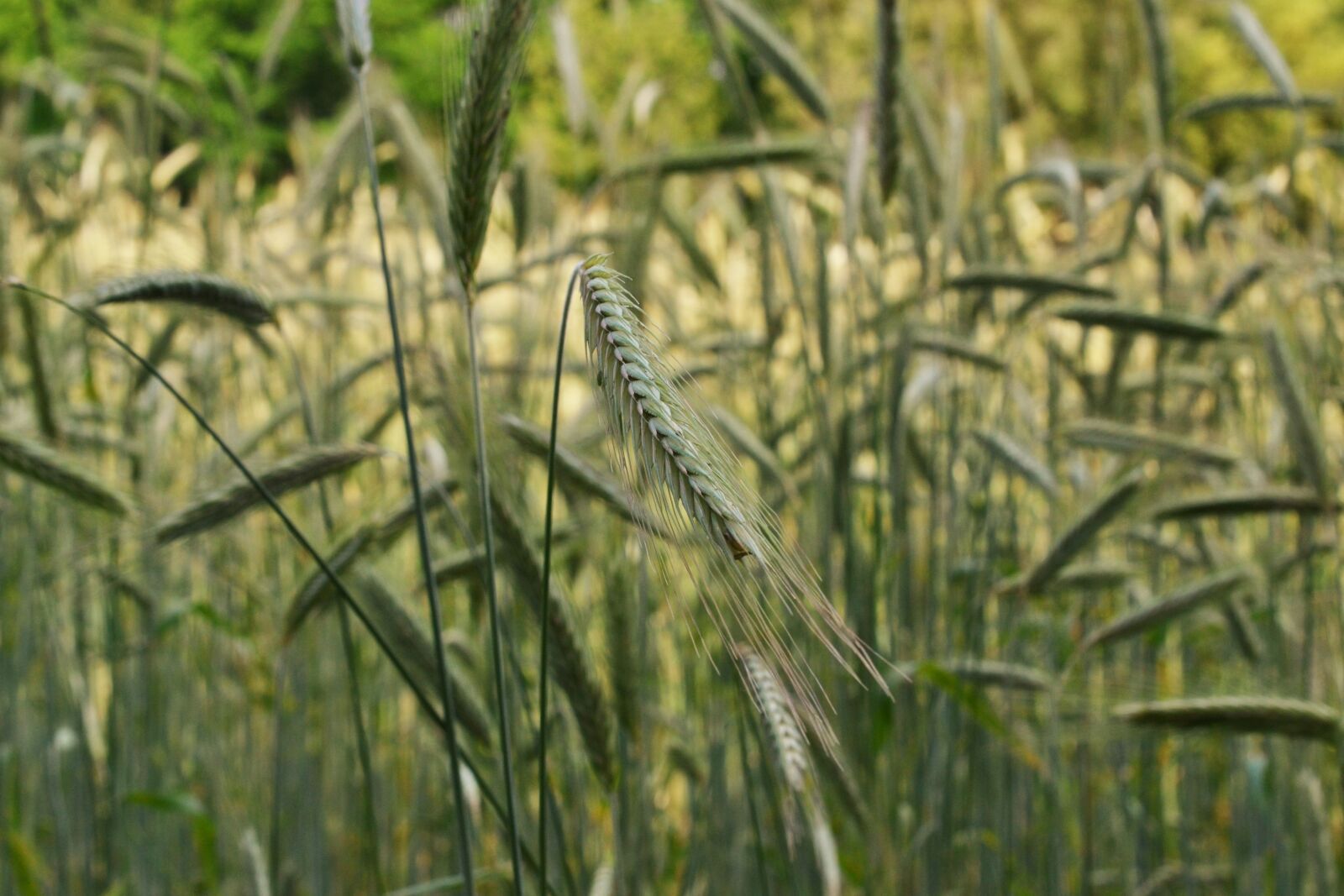 Nikon D3100 sample photo. Cornfield, cereals, field photography